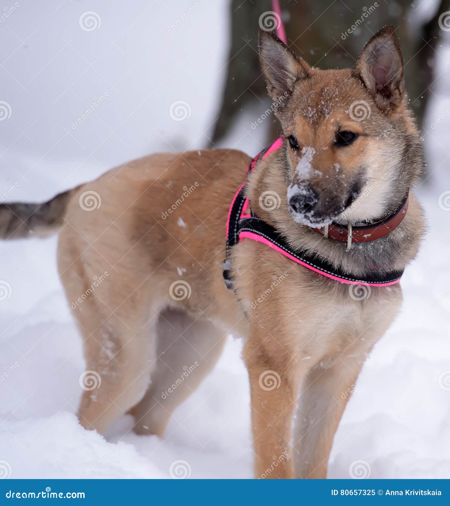 Red Pooch Puppy Wearing a Collar and Harness Stock Image Image of