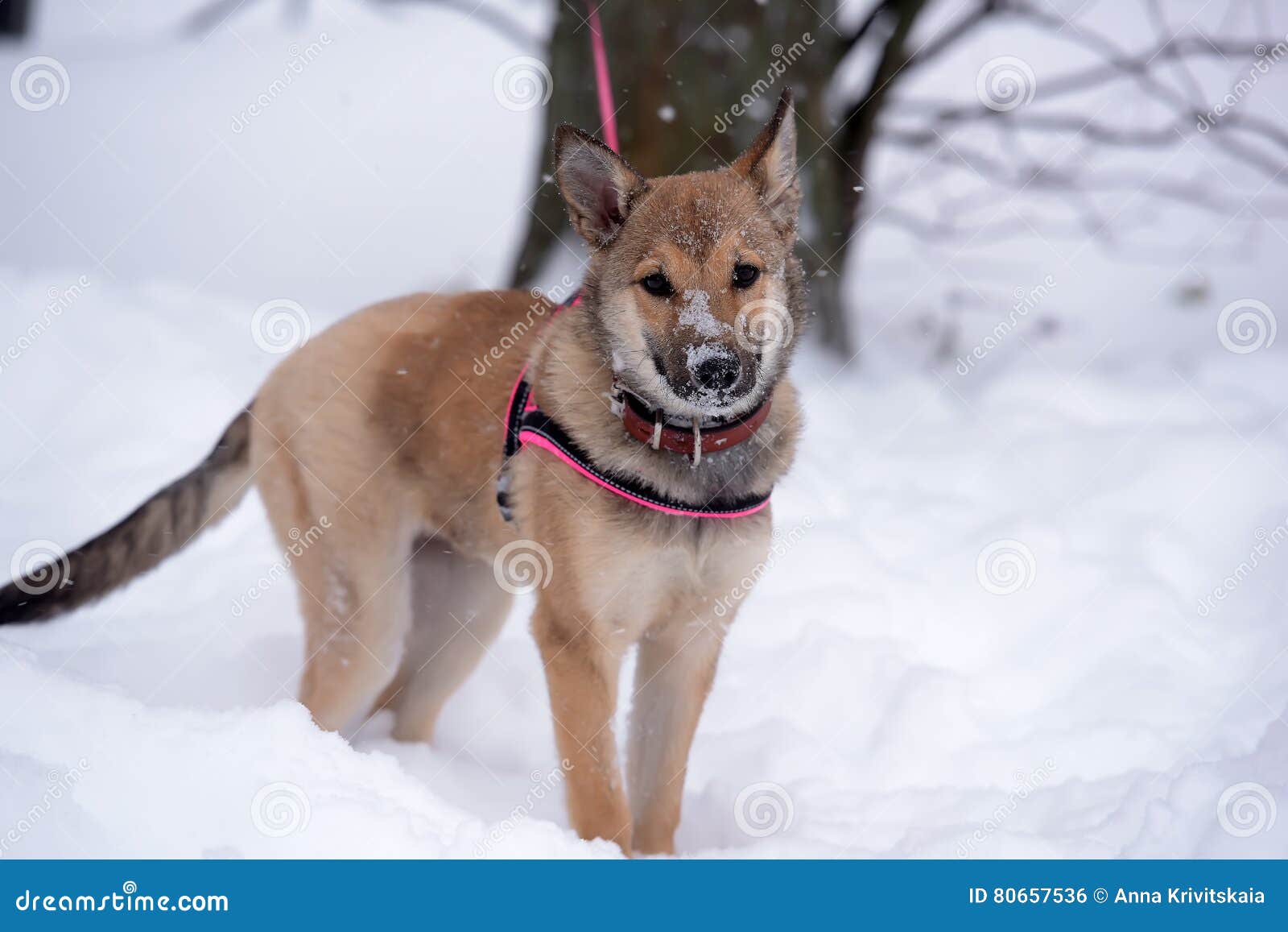 Red Pooch Puppy Wearing a Collar and Harness Stock Photo Image of