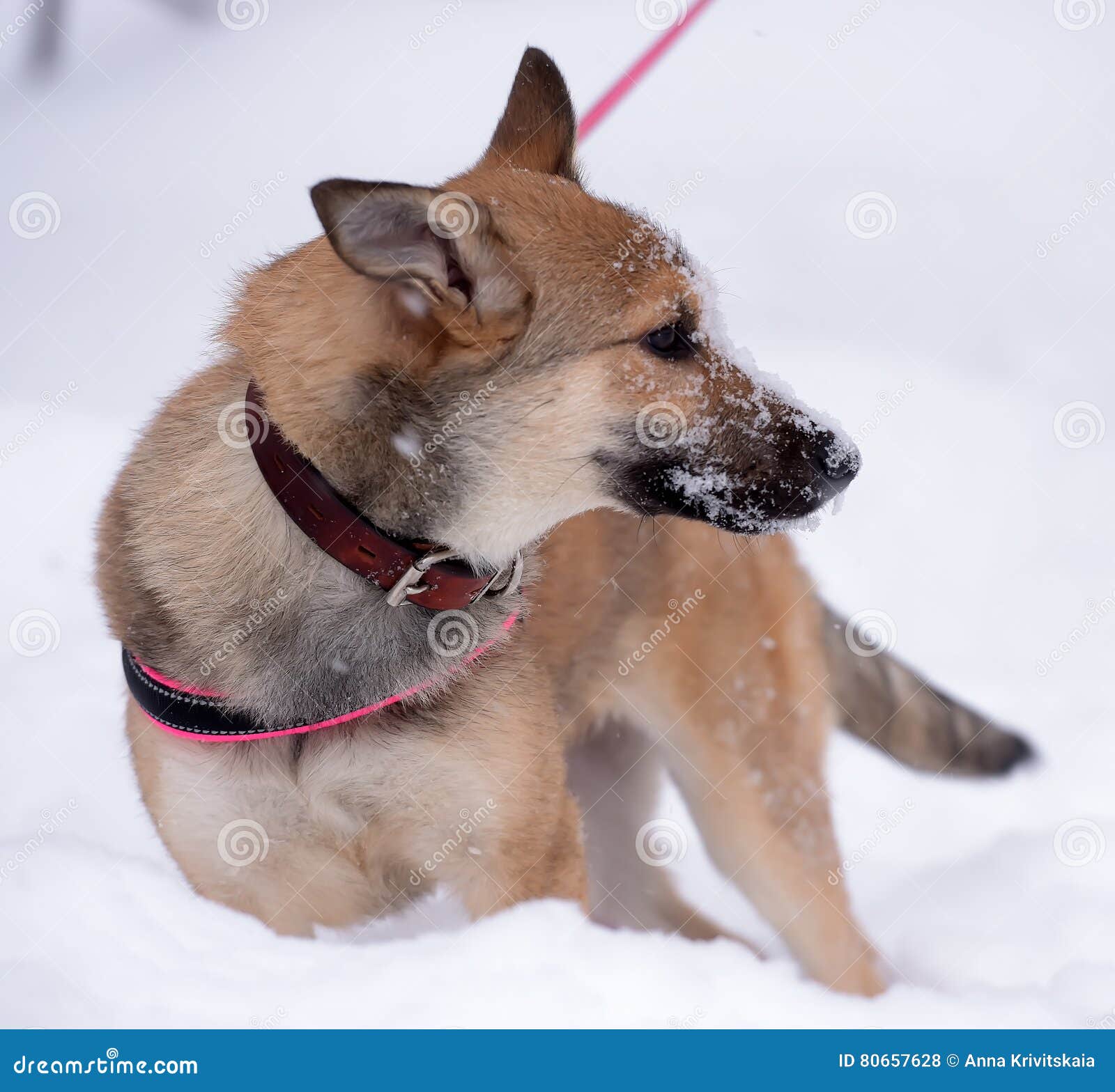 Red Pooch Puppy Wearing a Collar and Harness Stock Photo Image of