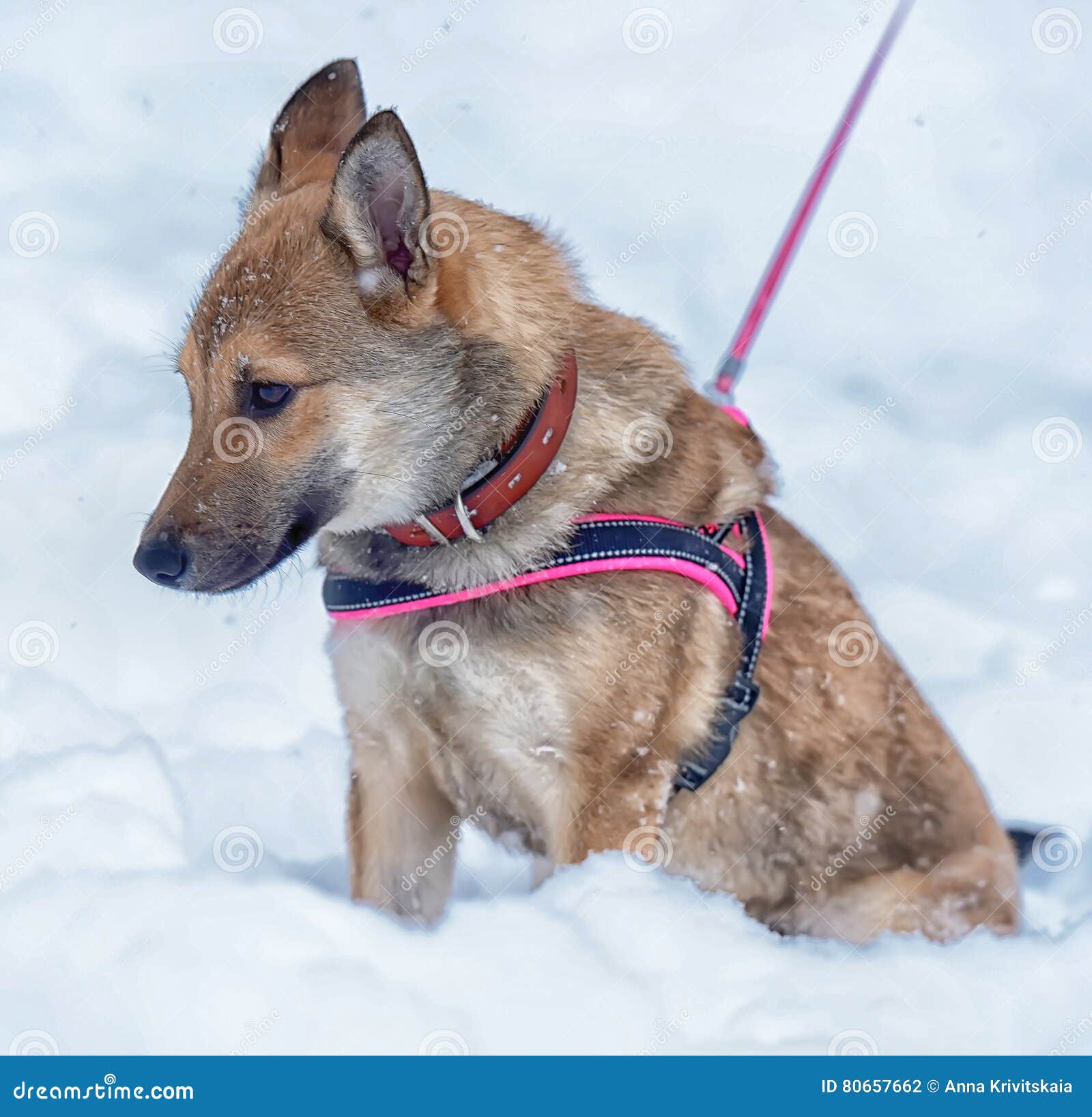 Red Pooch Puppy Wearing a Collar and Harness Stock Photo Image of