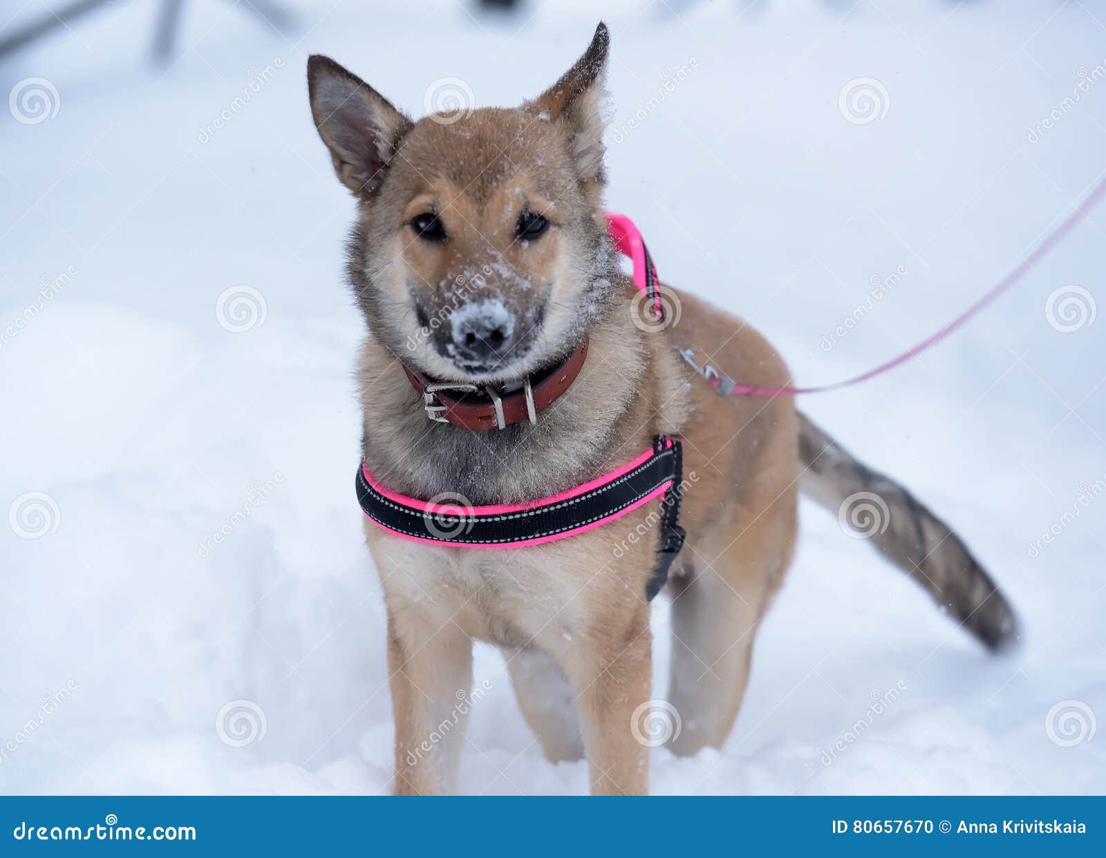 Red Pooch Puppy Wearing a Collar and Harness Stock Photo Image of