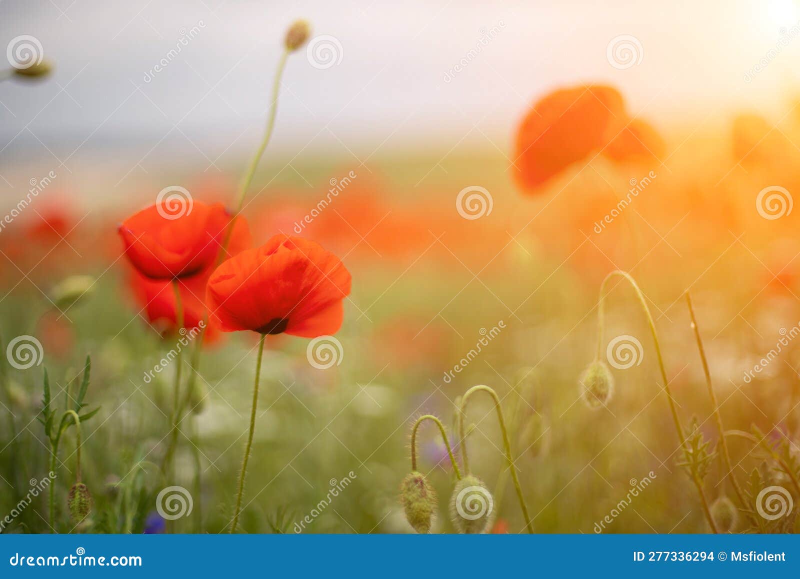 red poppies, corn poppies, papaver rhoeas forming a band in a fallow field at sunset under a a patchily overcast sky