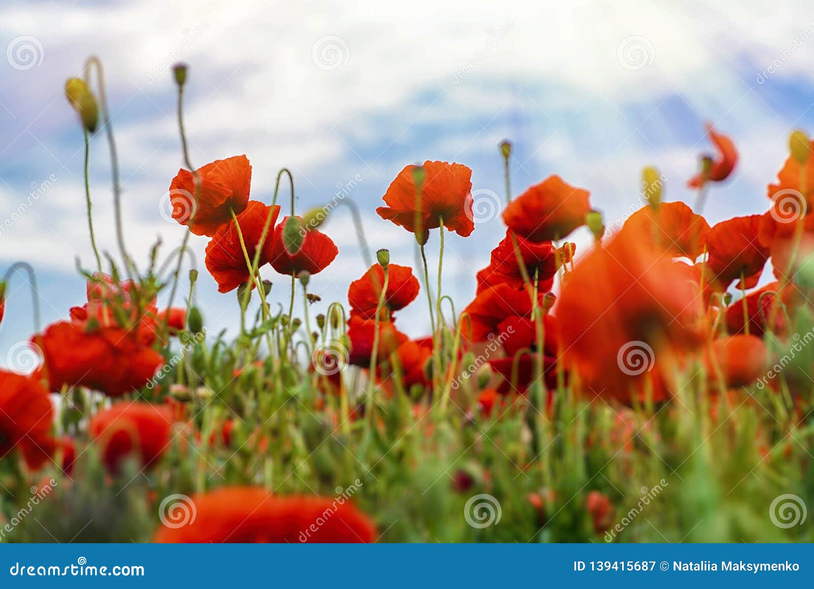 Red Poppies on the Field on a Sunny  Springtime of Wallpaper.  Ecology Concept. Beauty World Stock Image - Image of bright, bloom:  139415687