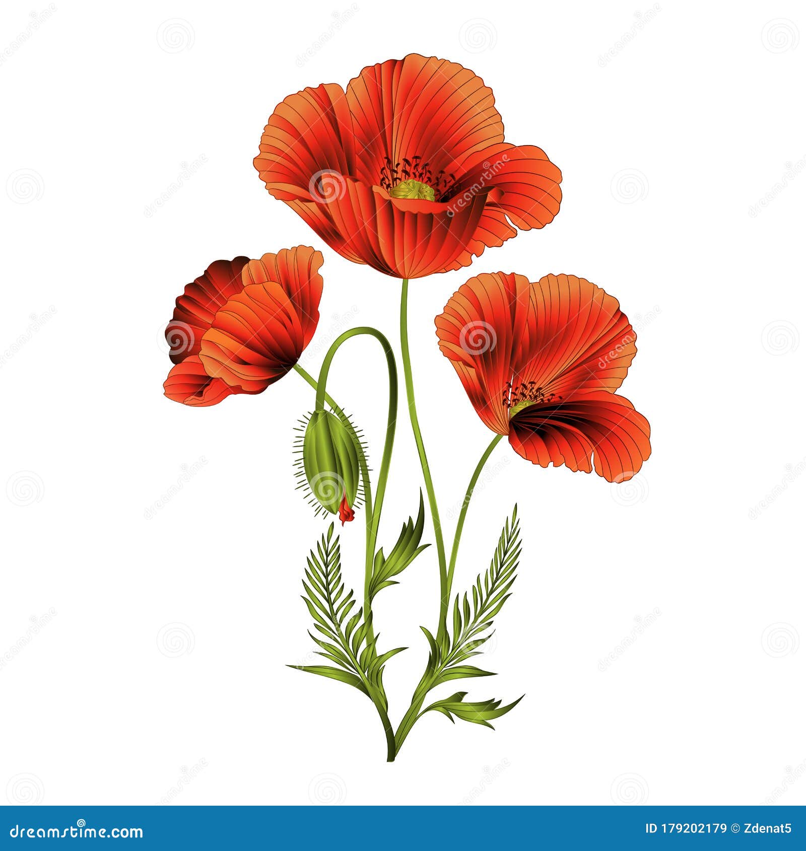 Red Poppies Flowers with Bud F Lowering Isolated Bouquet of Wildflowers ...