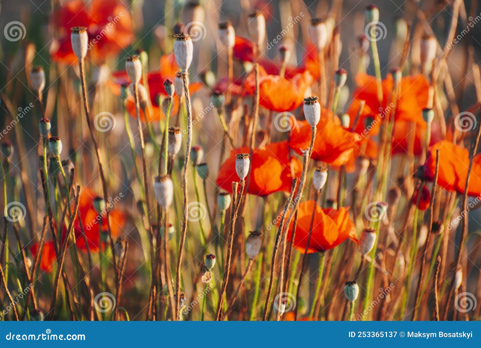 Red Poppies Grow in a Thick Bush Stock Image Image of scene, land