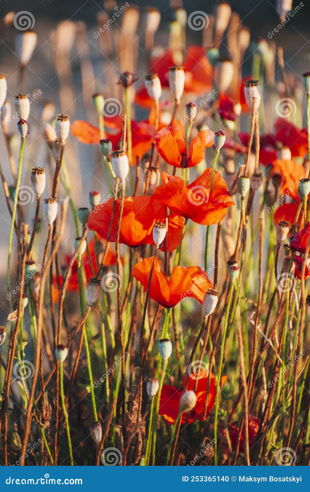 Red Poppies Grow in a Thick Bush Stock Photo Image of petal, bouquet