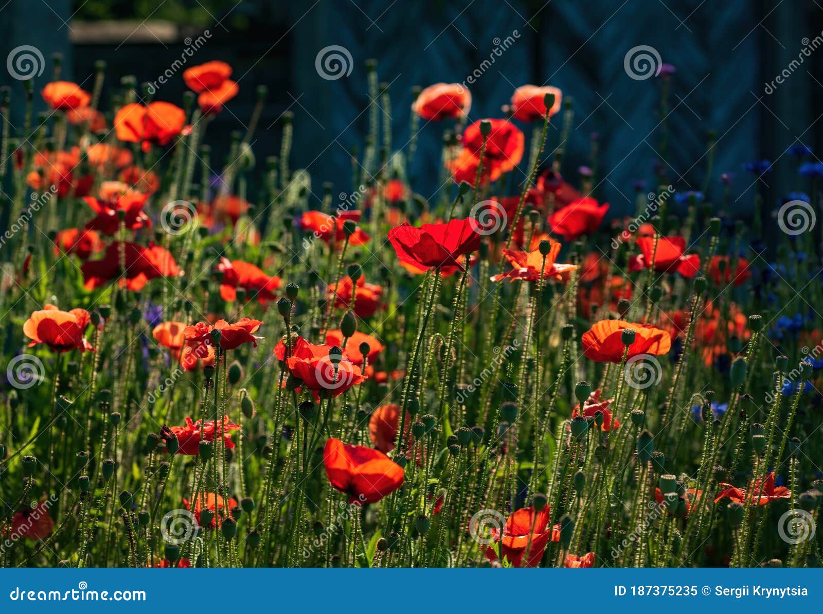 red poppies illuminated by morning sunlight on the meadow at summertime