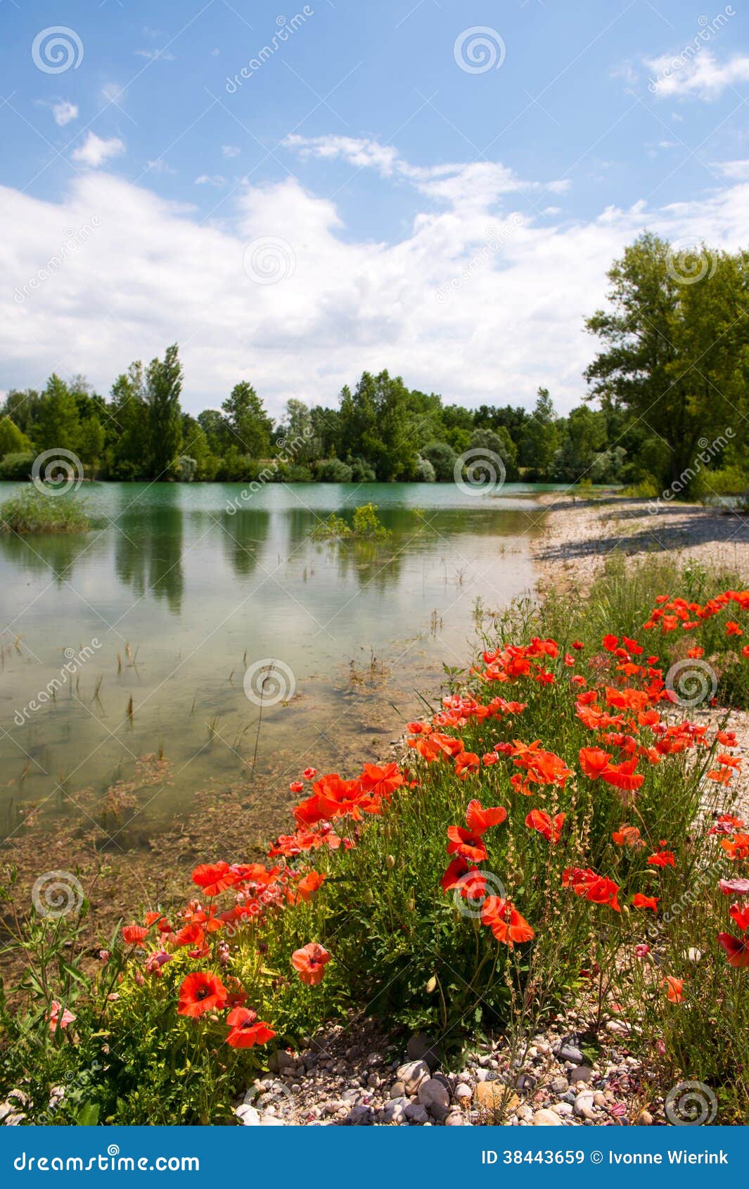 Red Poppies near a lake stock image. Image of poppies 38443659