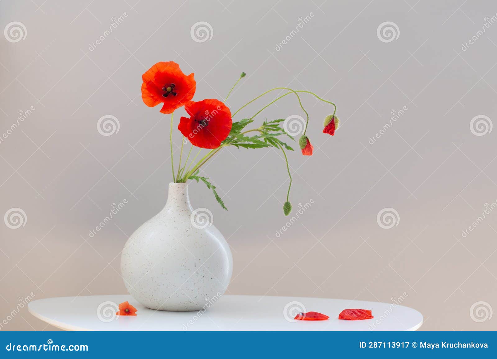 Red Poppies in Vase on White Background Stock Image Image of flora
