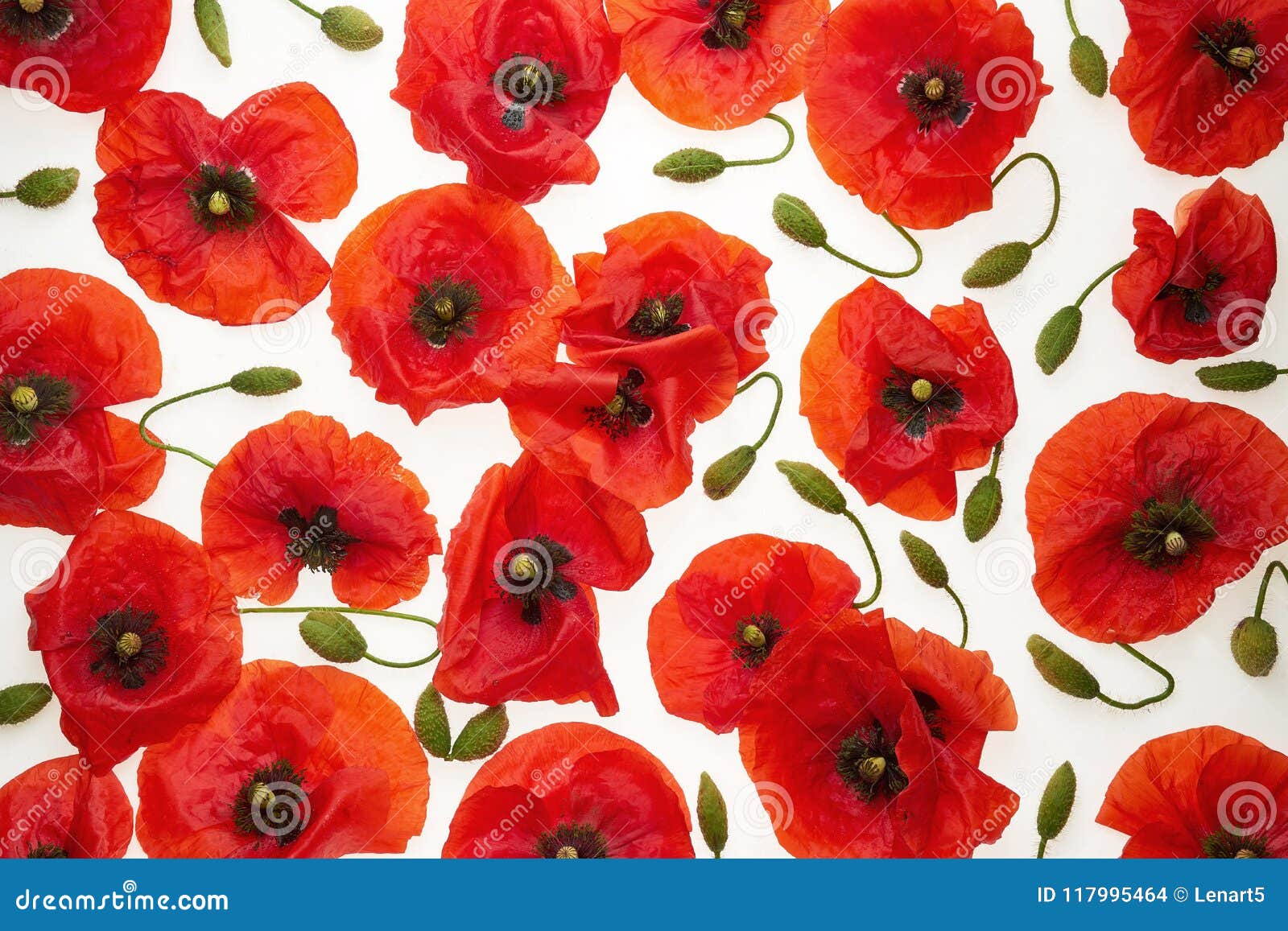 920 Poppy HD Wallpapers and Backgrounds