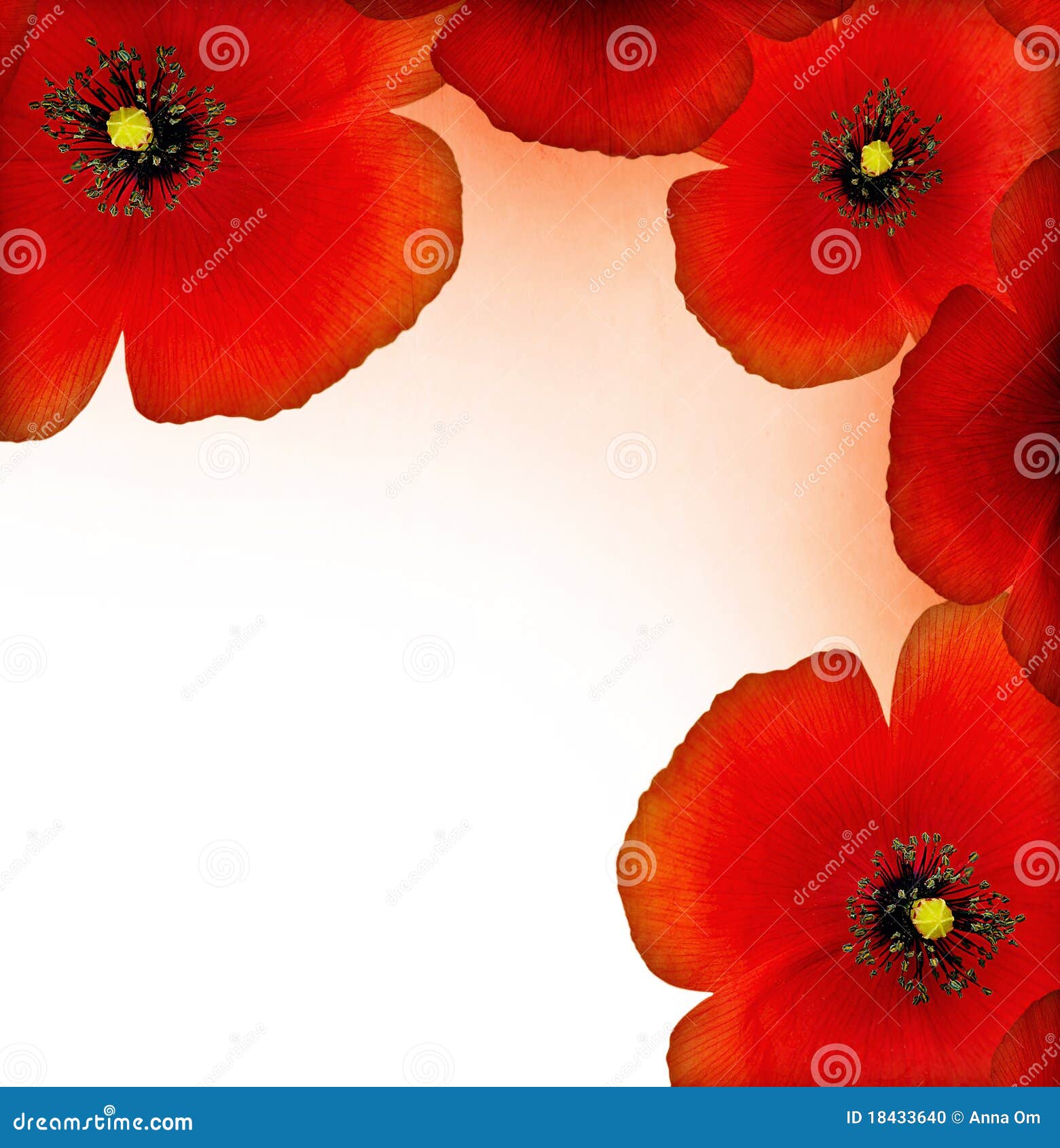 Red Poppy Border Stock Photo - Image: 18433640