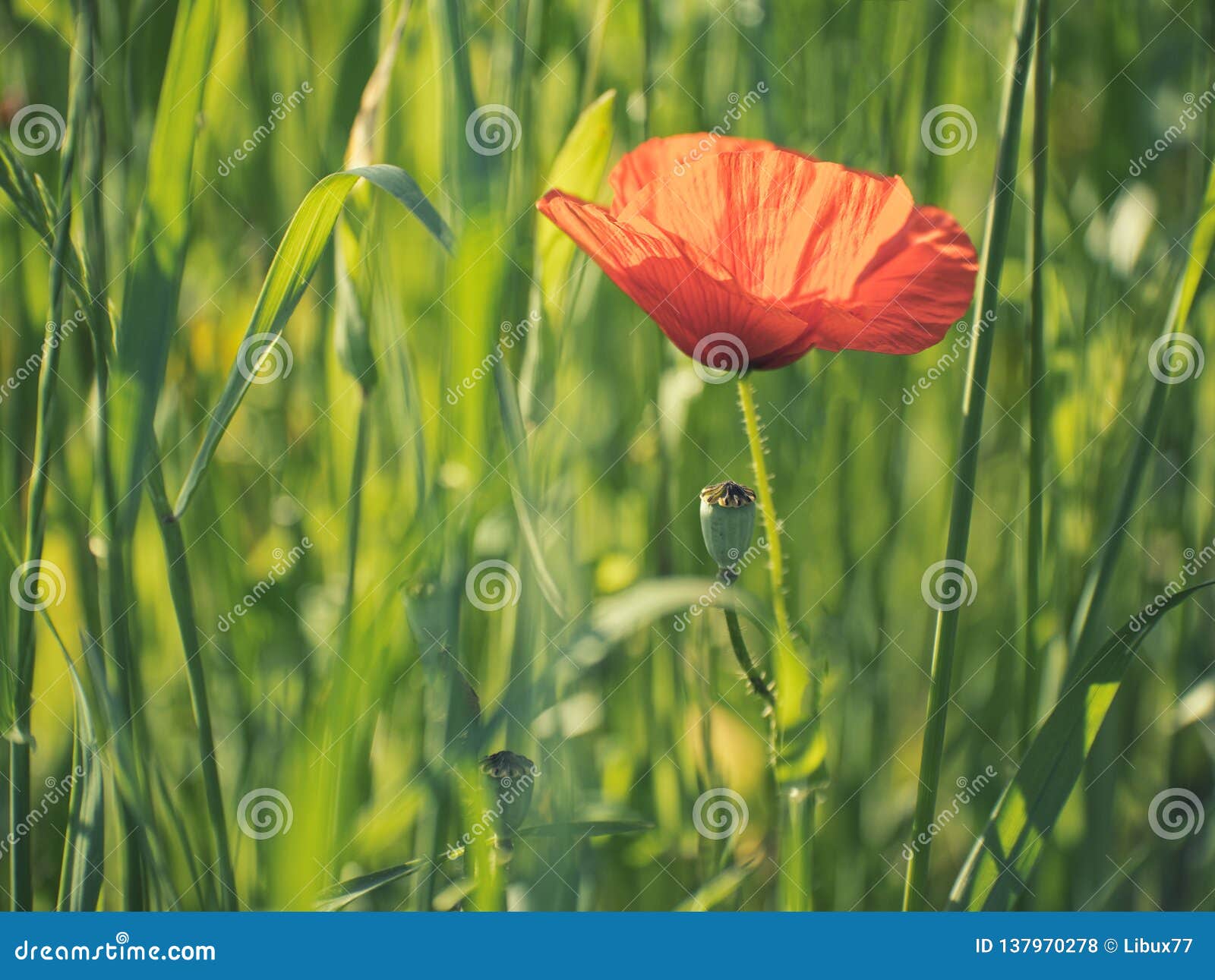 red poppy field desaturated