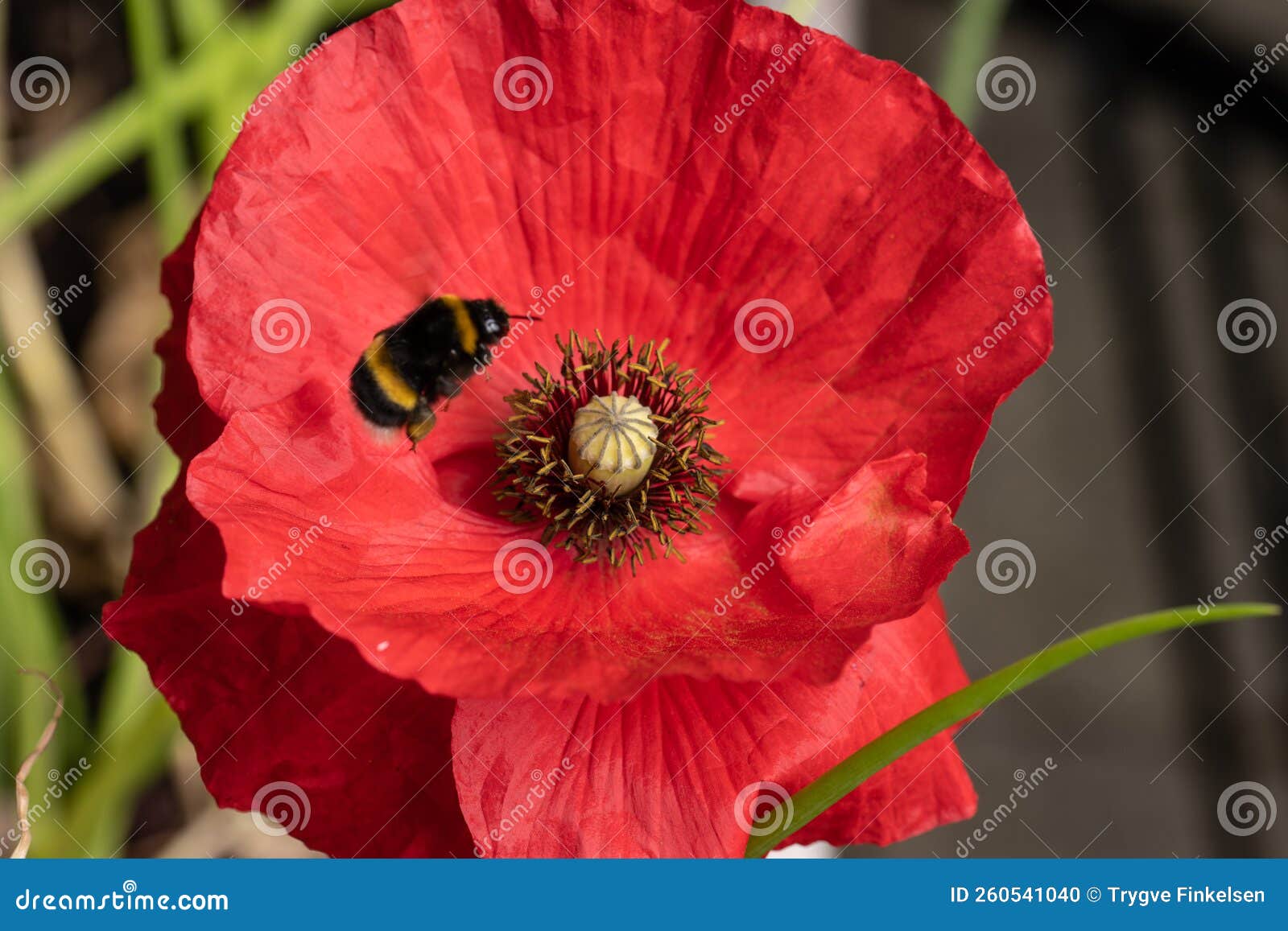 Red Poppy Flower with a Bumblebee Visiting.. Stock Photo Image of