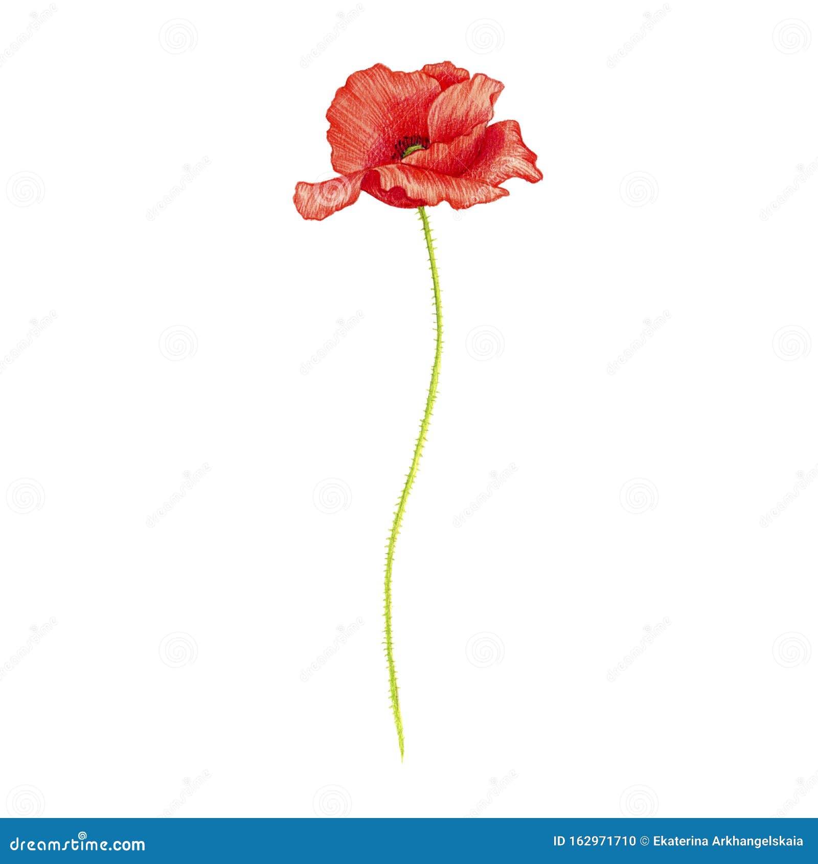 Red vector rose line art illustration, flower drawing 16180149 Vector Art  at Vecteezy