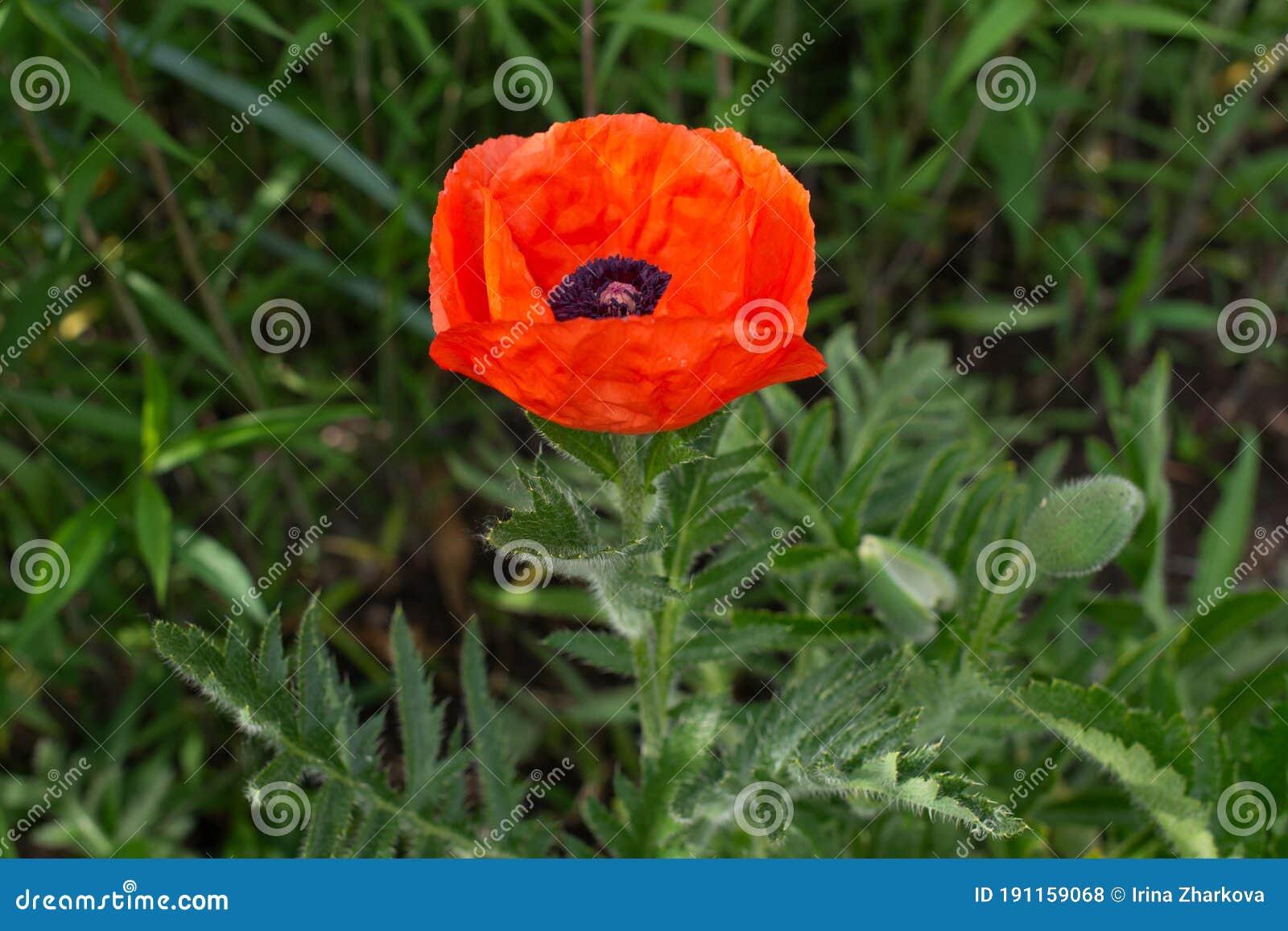 Red Poppy Flower. Summer, Bright Colors Stock Photo Image of gardening, poppy 191159068