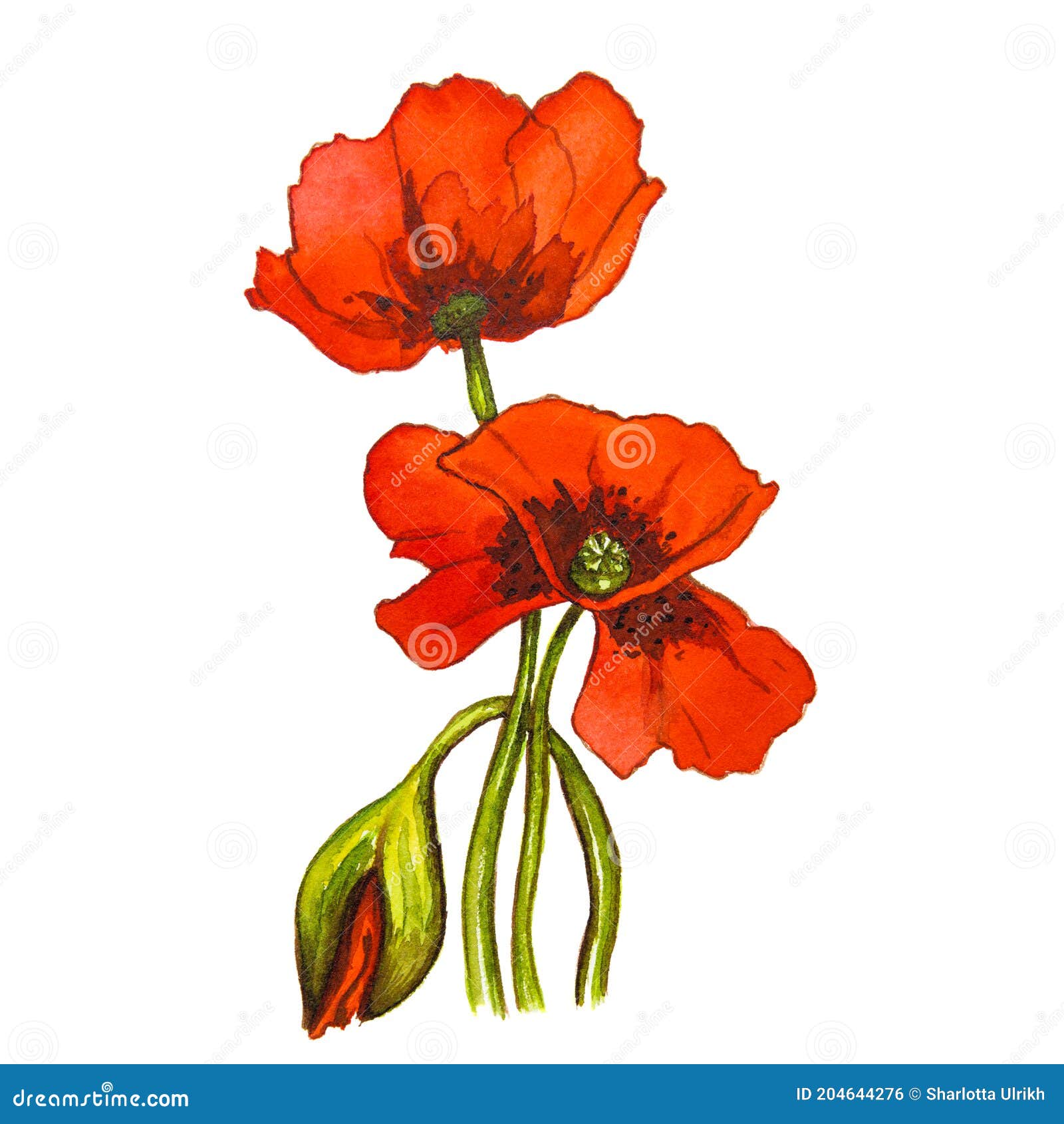 Red Poppy Flower on a White Background. Watercolor Drawing Stock ...