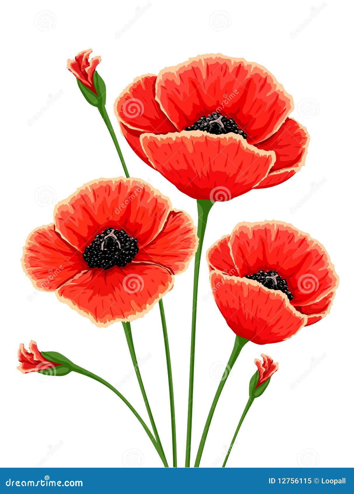 Red poppy flowers stock illustration. Illustration of white - 12756115