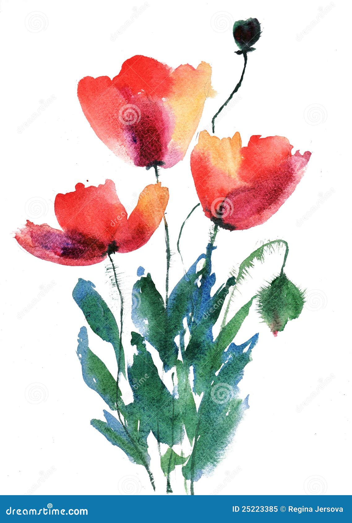 Red poppy flowers stock illustration. Illustration of blossom - 25223385