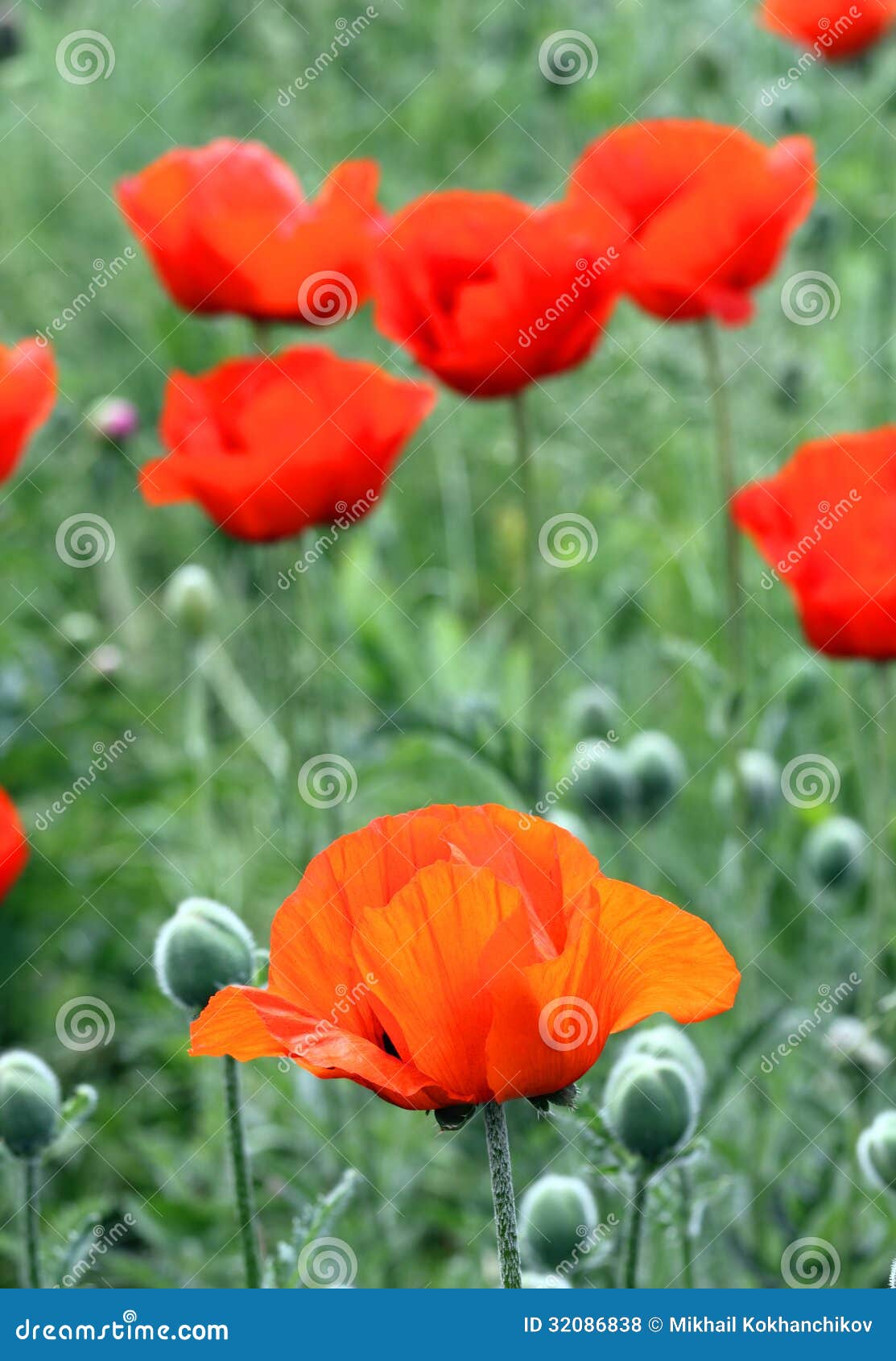 Red poppy flowers in field stock photo. Image of agriculture 32086838