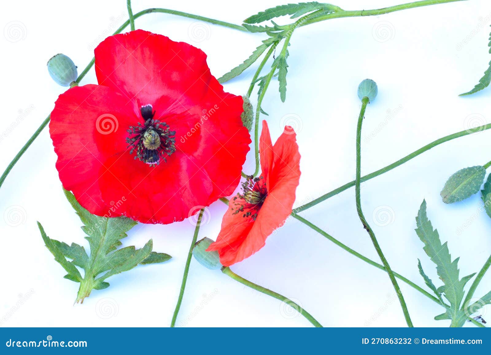 Red Poppy Flowers with Green Stems and Leaves. Stock Photo Image of