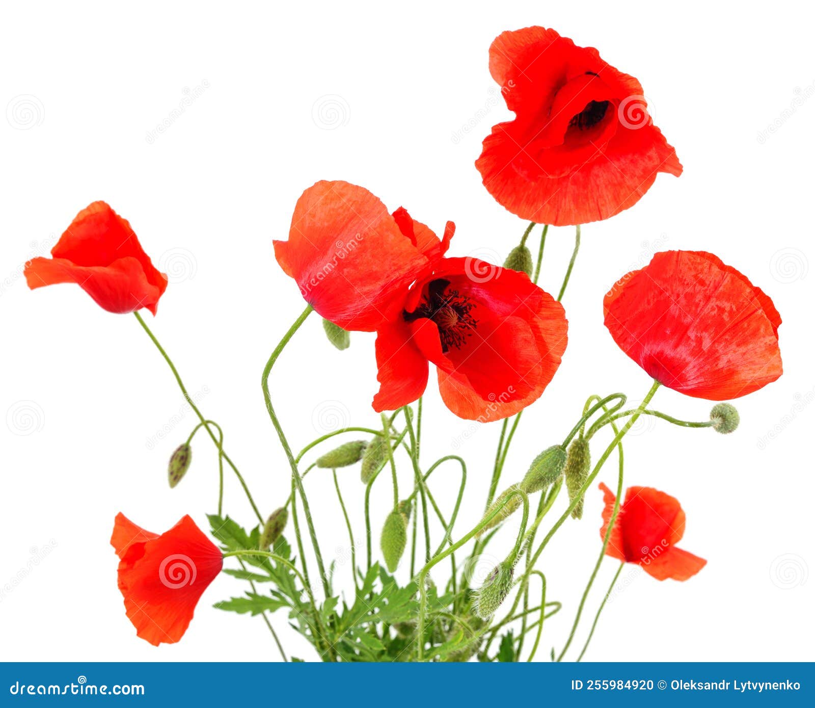 Red poppy flowers stock photo. Image of elegance, fragility 255984920