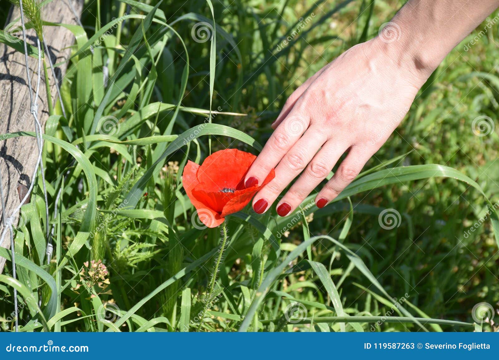 red poppy and hand outdoors