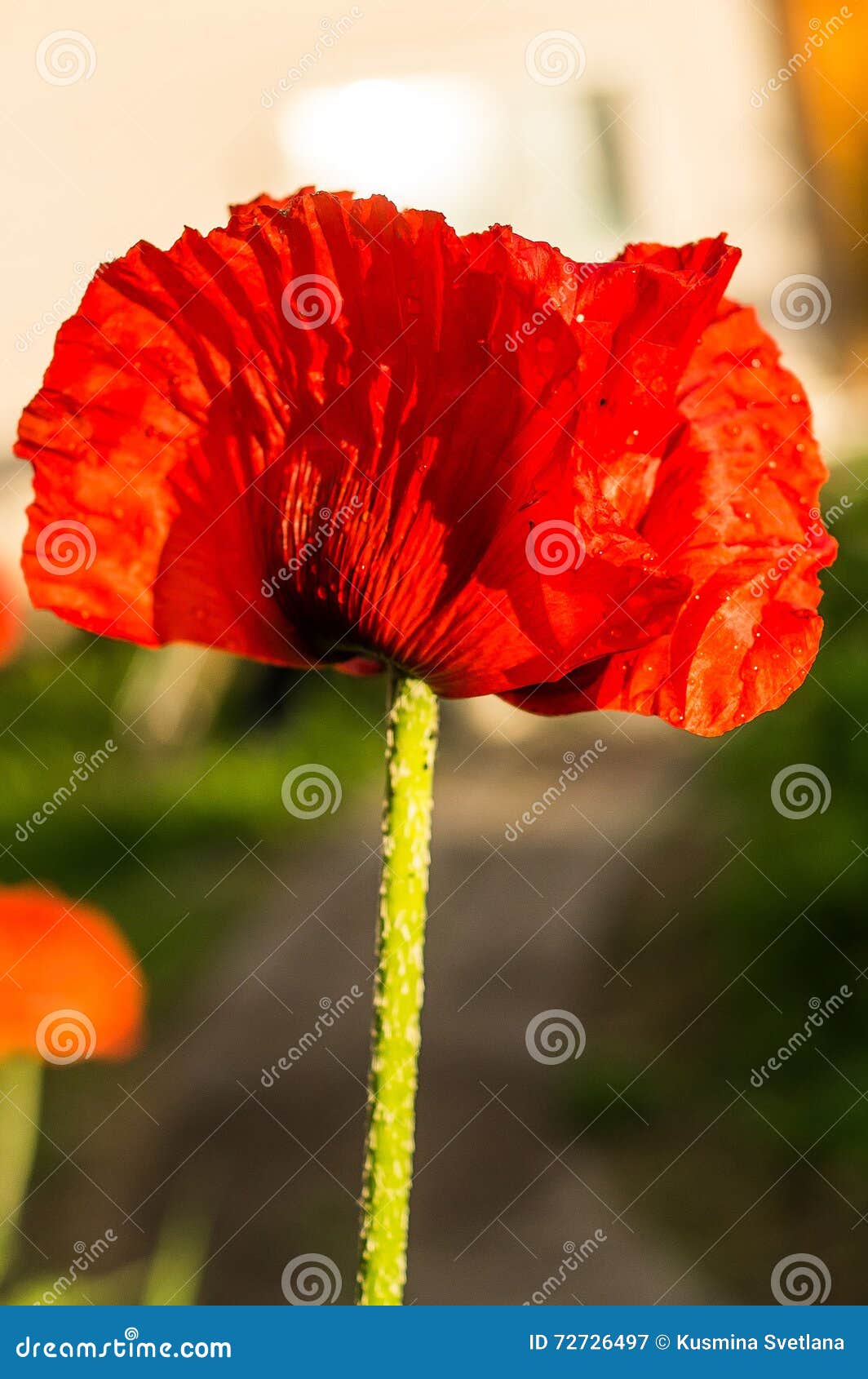 red poppy.