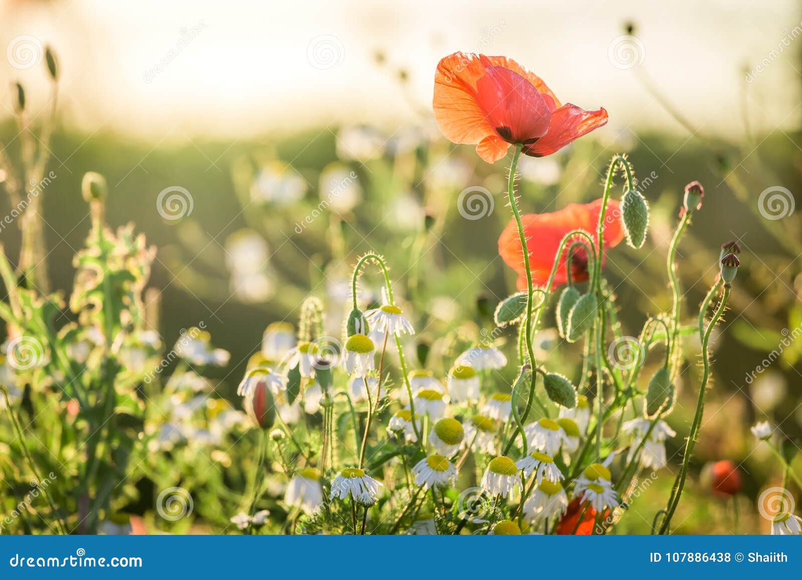 Red Poppy Seed in the Field at Sunset Stock Photo Image of polish