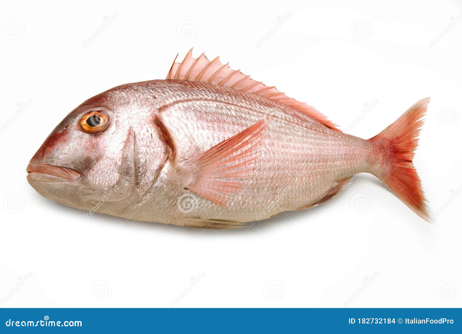 Red Porgy, Pagrus Pagrus, Common Seabream Isolated Stock Photo - Image