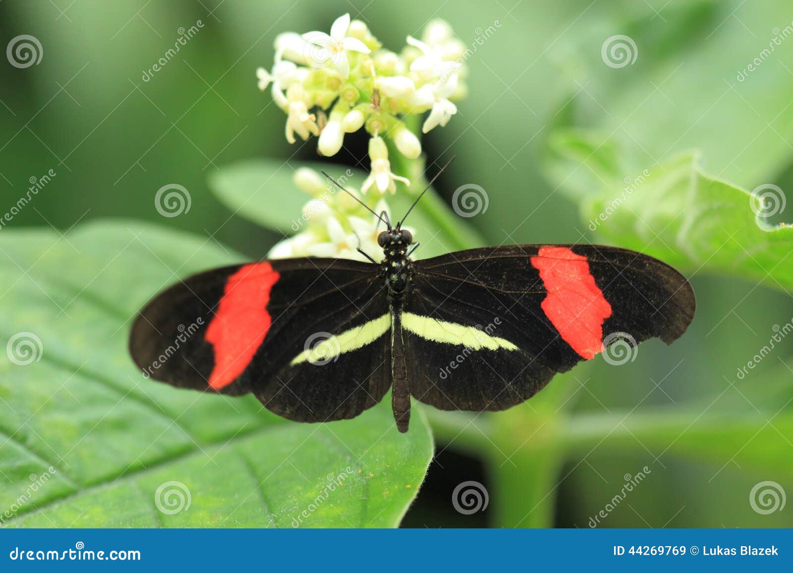 red postman butterfly clipart red postman butterfly clipart