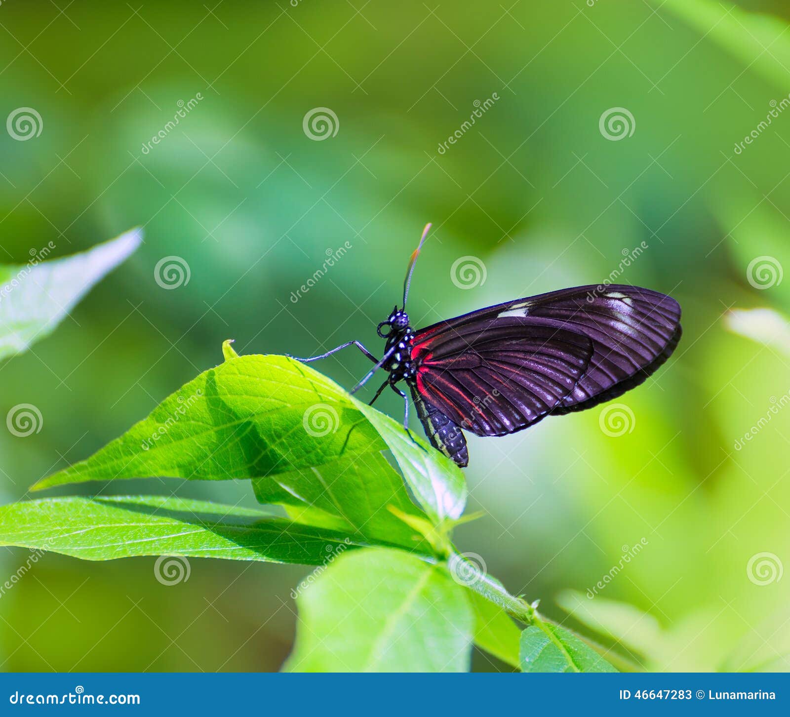 red postman butterfly clipart red postman butterfly clipart