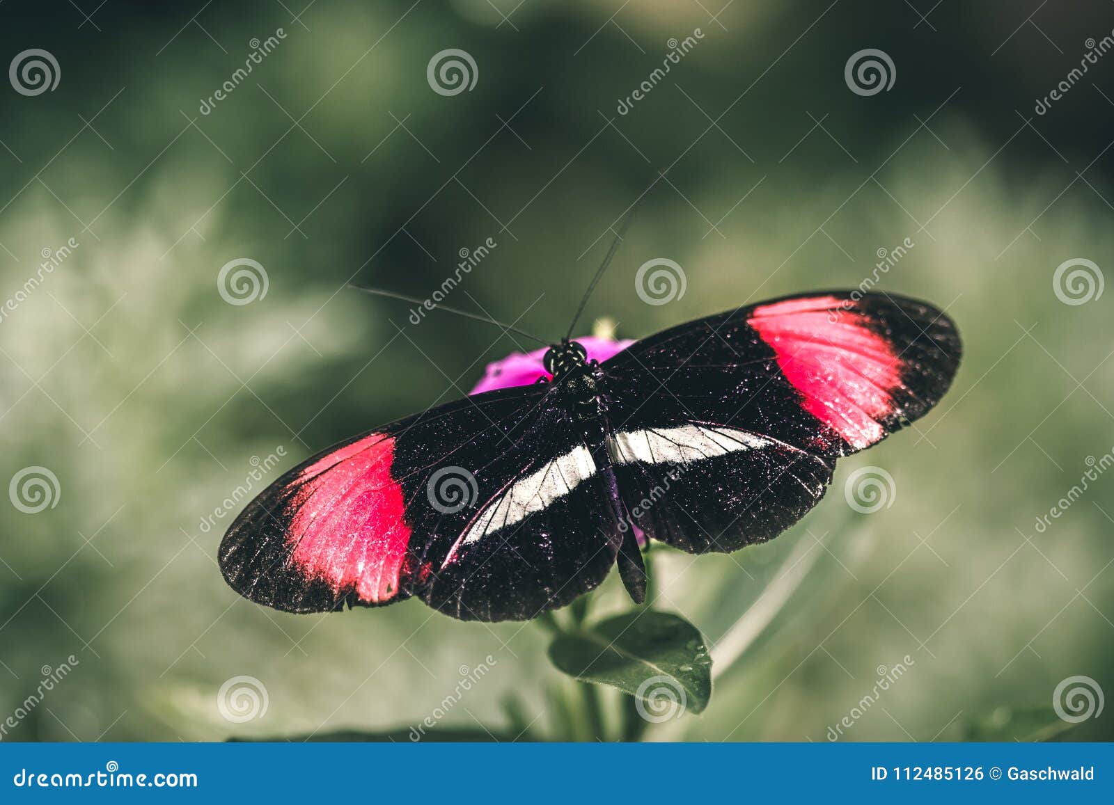 red postman butterfly clipart red postman butterfly clipart