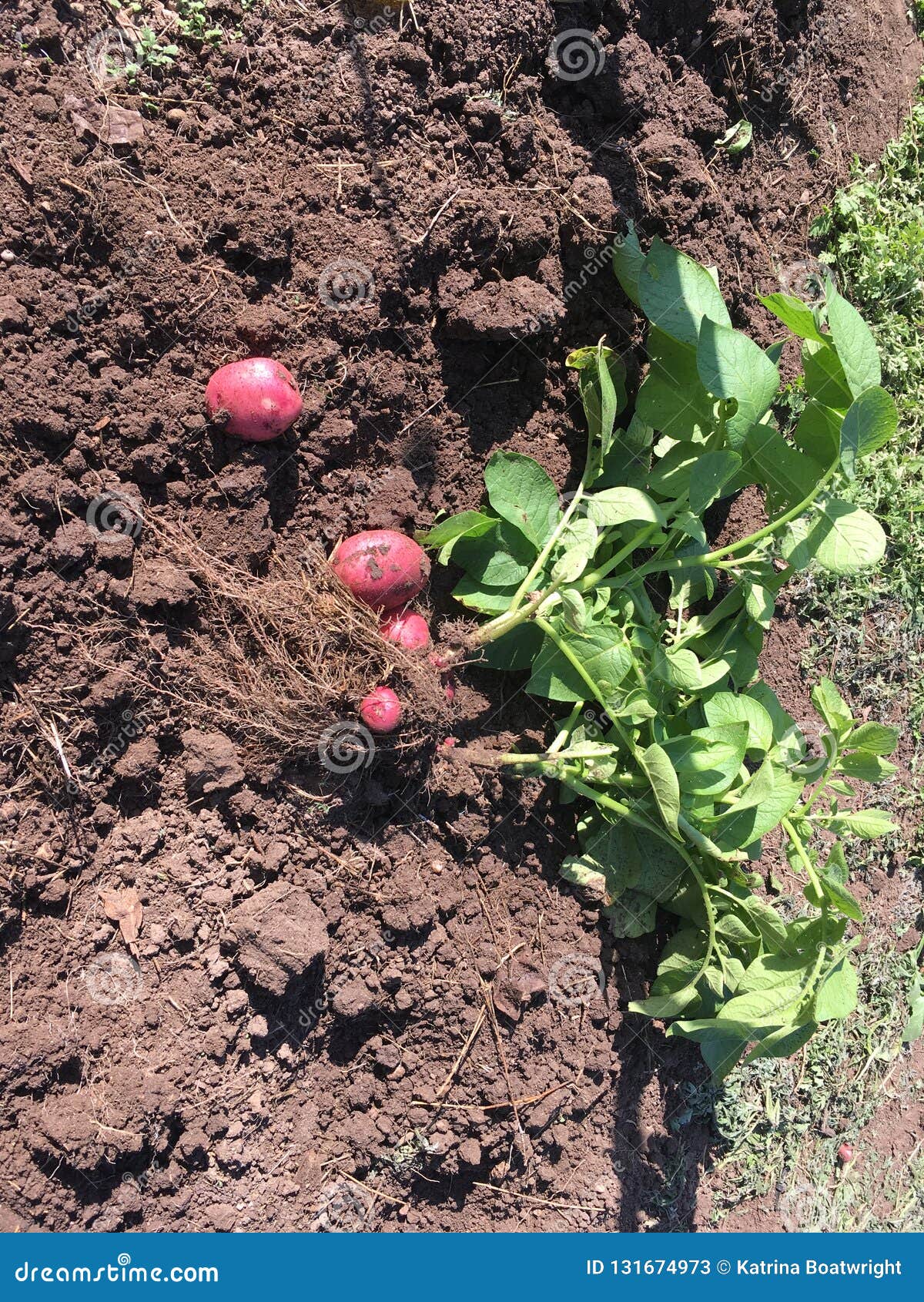 Red Potato Plant With Red Potatoes In Dirt Stock Image Image Of Texas Harvest Red Potato Plant With Red Potatoes In Dirt Stock Image Image Of Texas Harvest