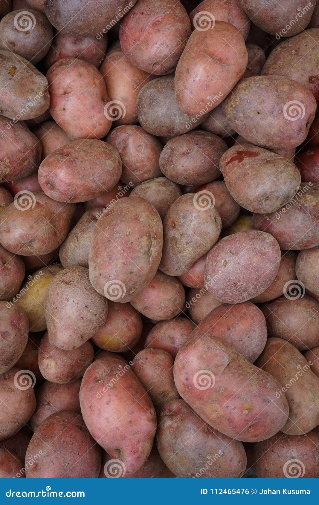 Red Potatoes Harvest from Dieng Plateau Stock Photo Image of central