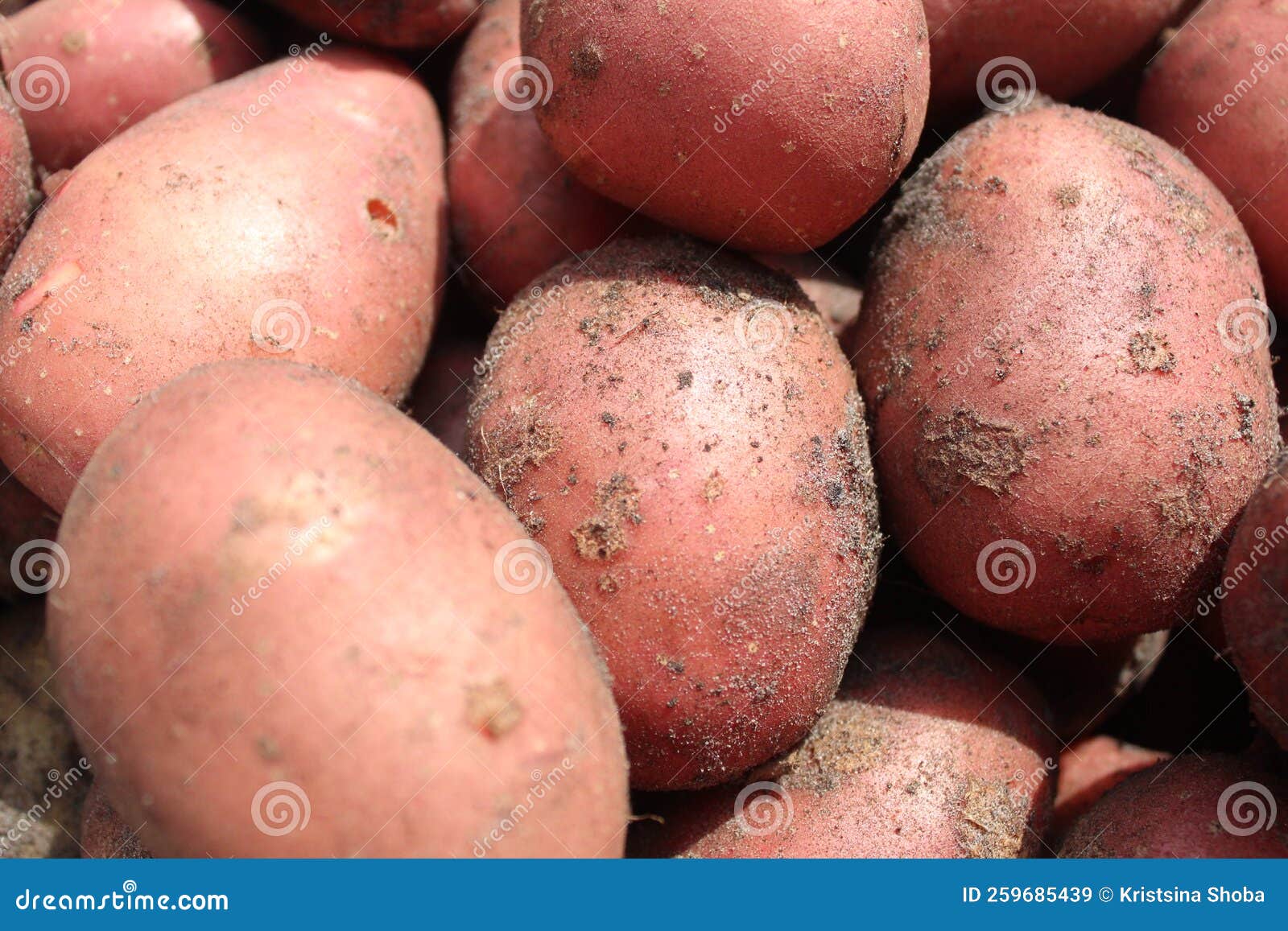 Whole Roseval potatoes stock photo. Image of uncooked - 15735456