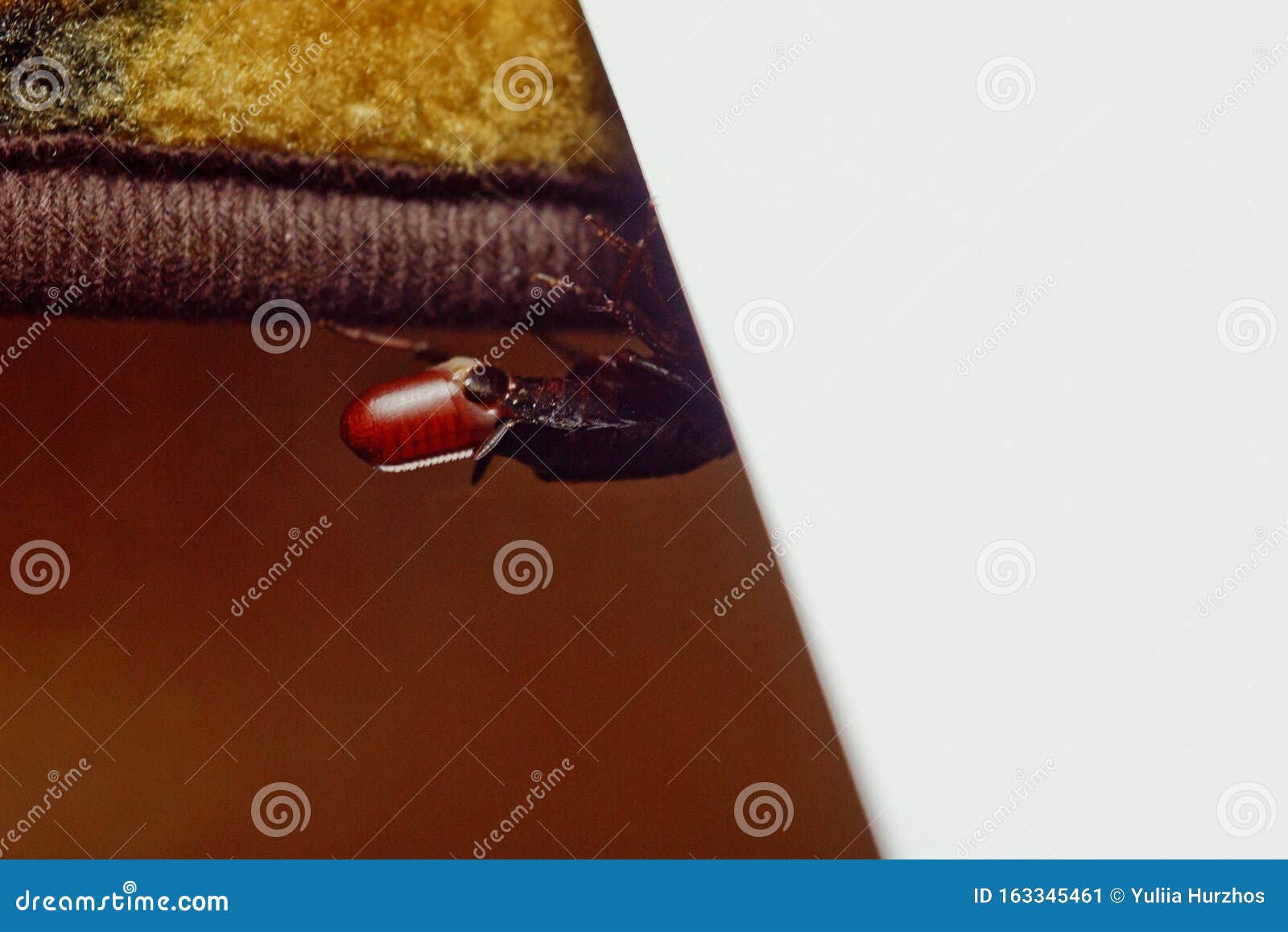 red pregnant cockroach with an egg, on a white  background. macro photo close-up