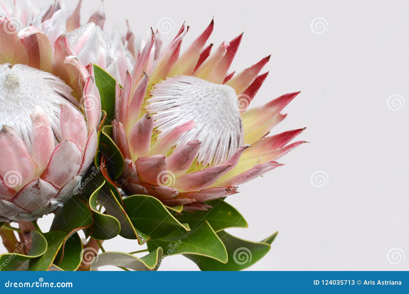 Proteas Flower / Artificial Green King Protea Flower / Your protea