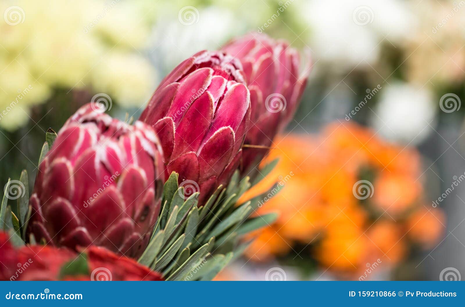 Proteus Exotic Flower in a Flower Shop Stock Photo Image of fresh, beauty 159210866