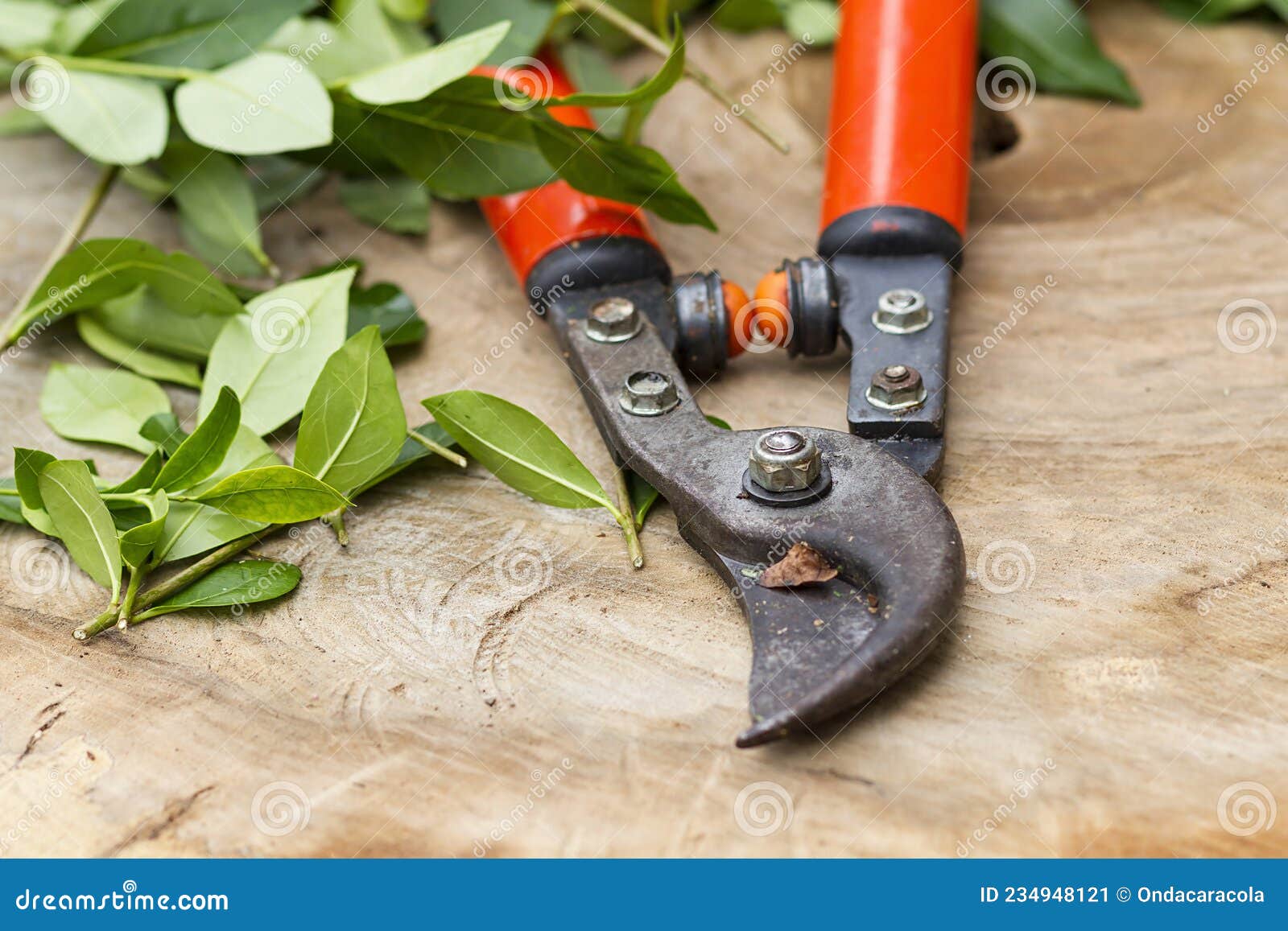 red pruning shears