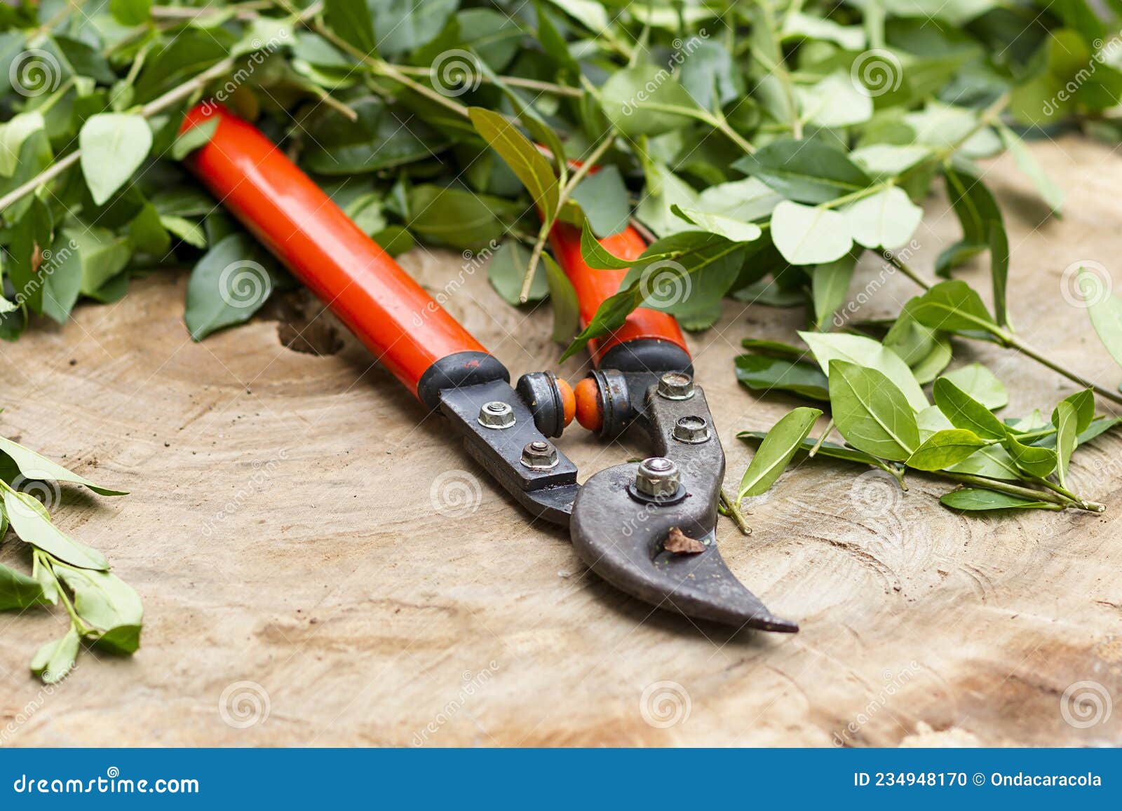 red pruning shears