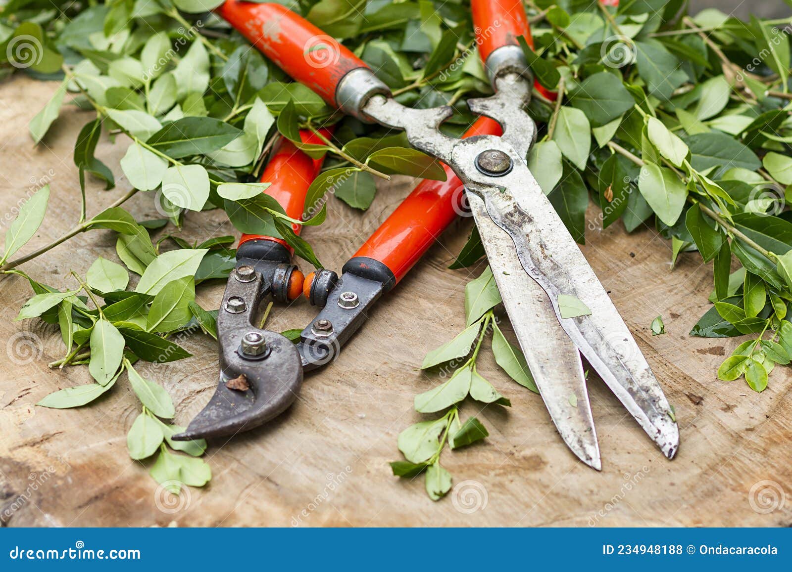 red pruning shears