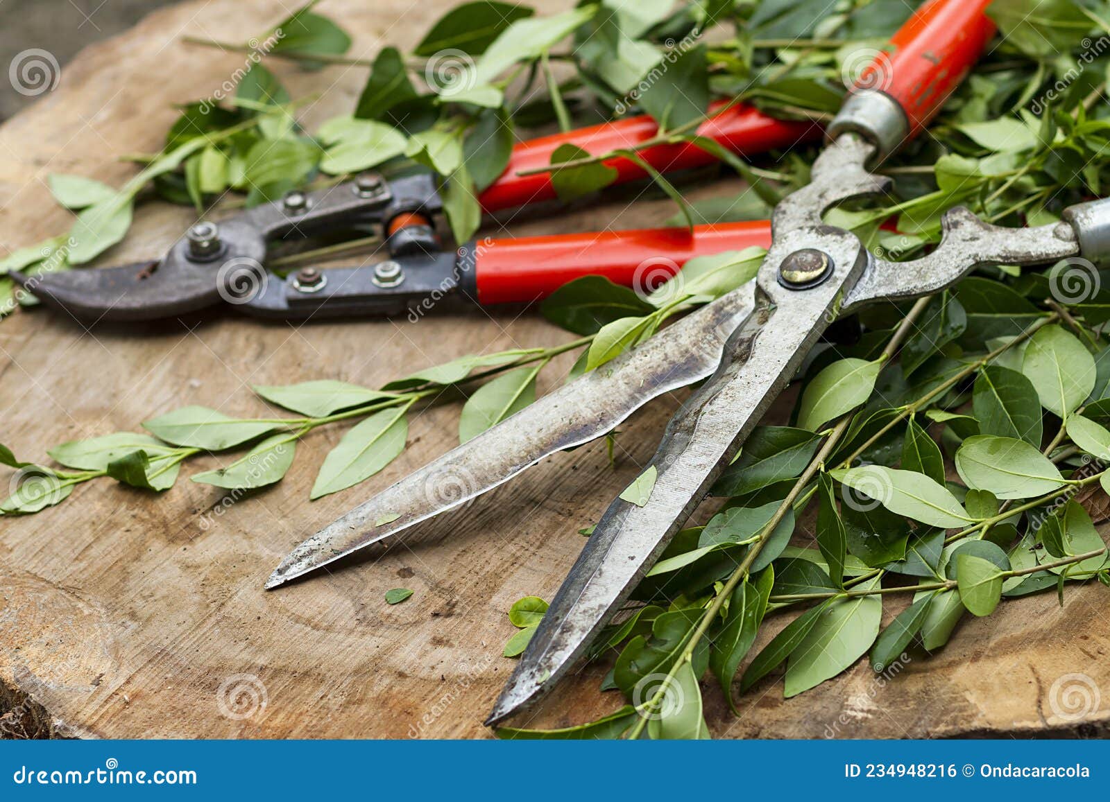 red pruning shears