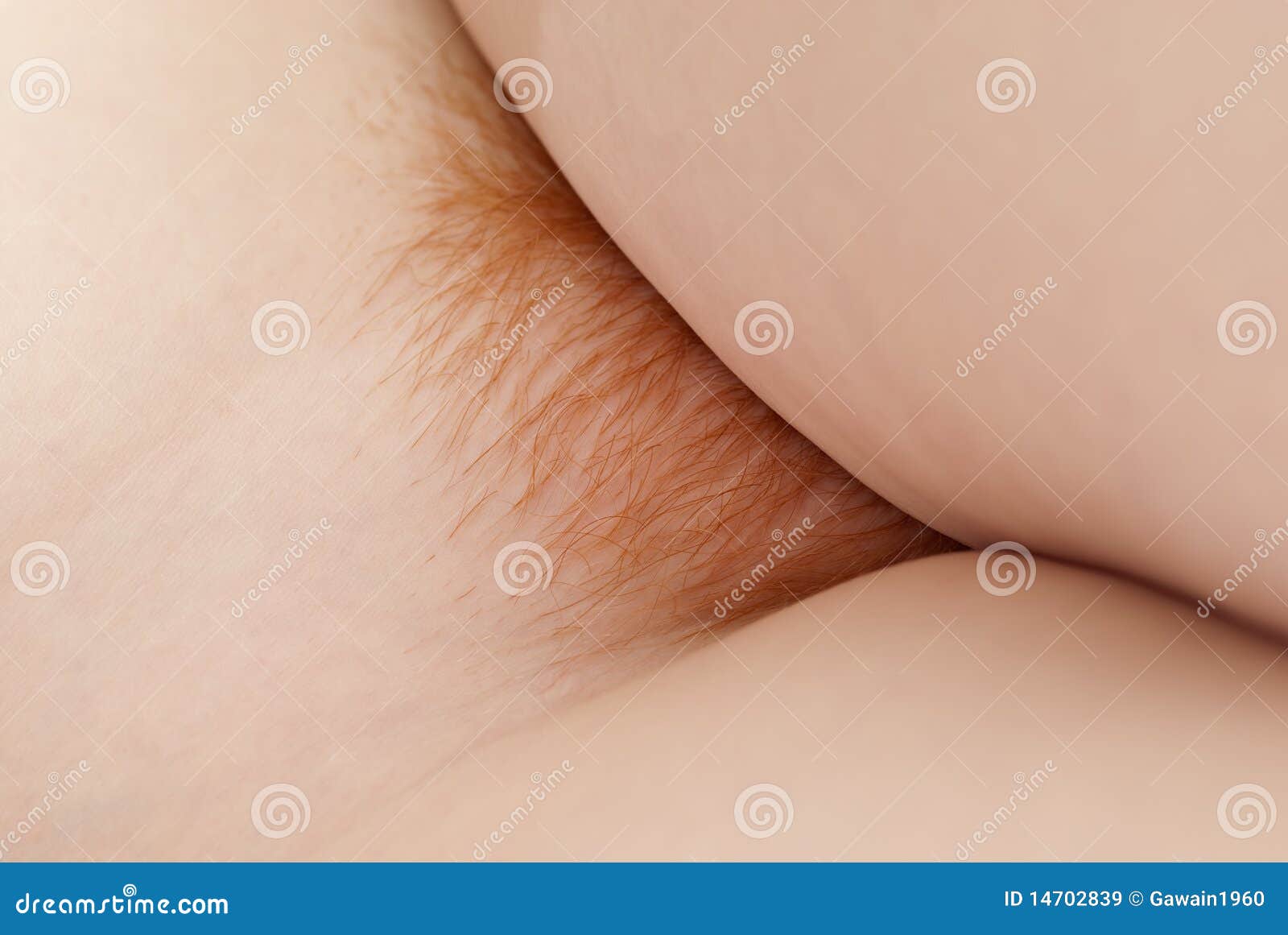 oversættelse Modtager Hilse Red pubic hair stock image. Image of closeup, artistic - 14702839