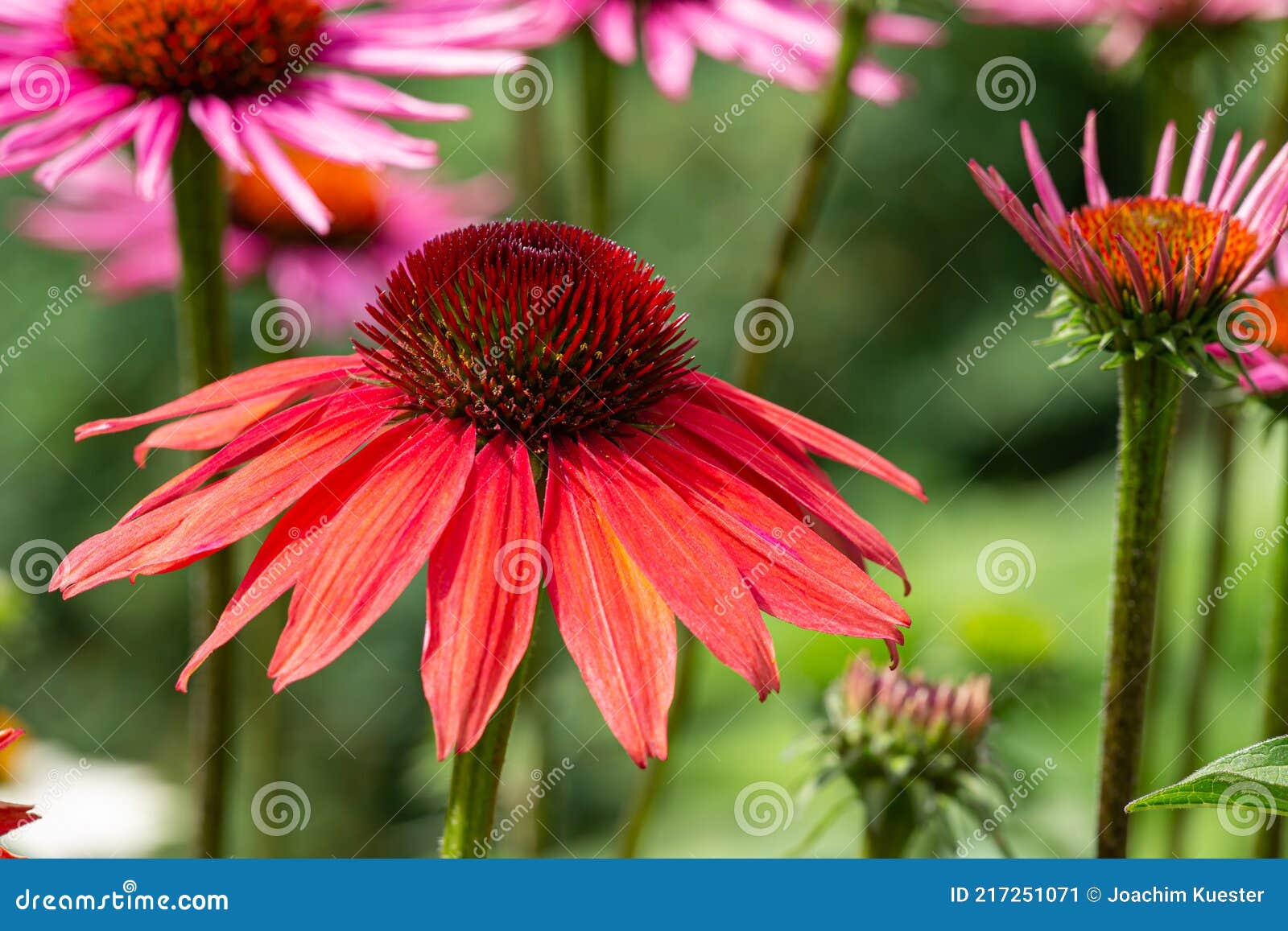 Red and Purple Coneflowers Echinacea in Full Bloom Stock Image Image