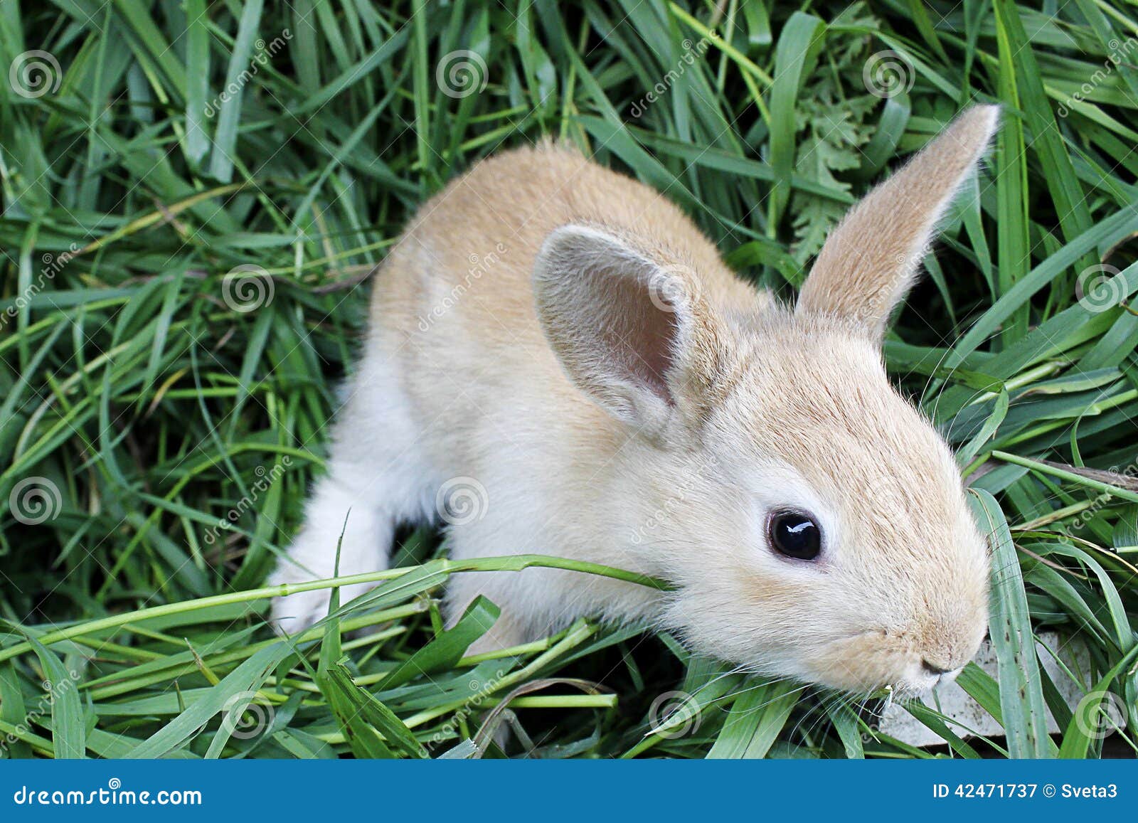 Red Rabbit on the Fresh Grass . Stock Image Image of animals