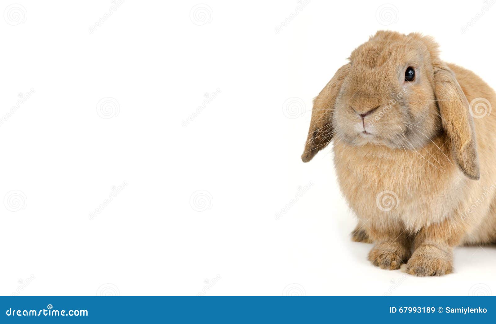 Red Rabbit stock image. Image of mammal, intrigued, orange 67993189