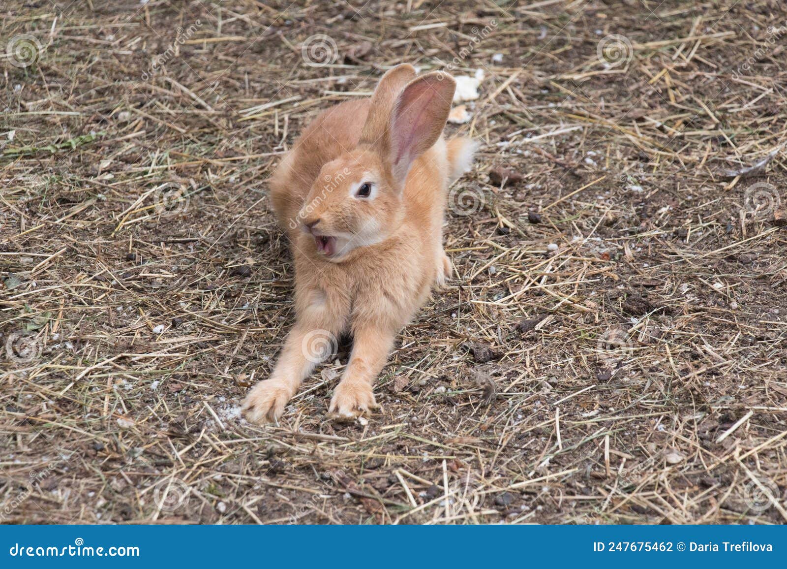 Red Rabbit is Yawning and Stretching Out Itself, Dolomites, Italy Stock