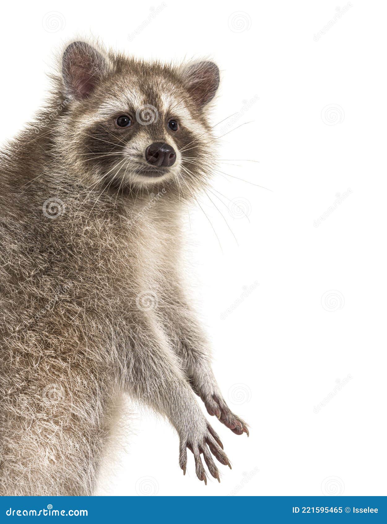 Red Raccoon Standing Up, Isolated Stock Image Image of pawing
