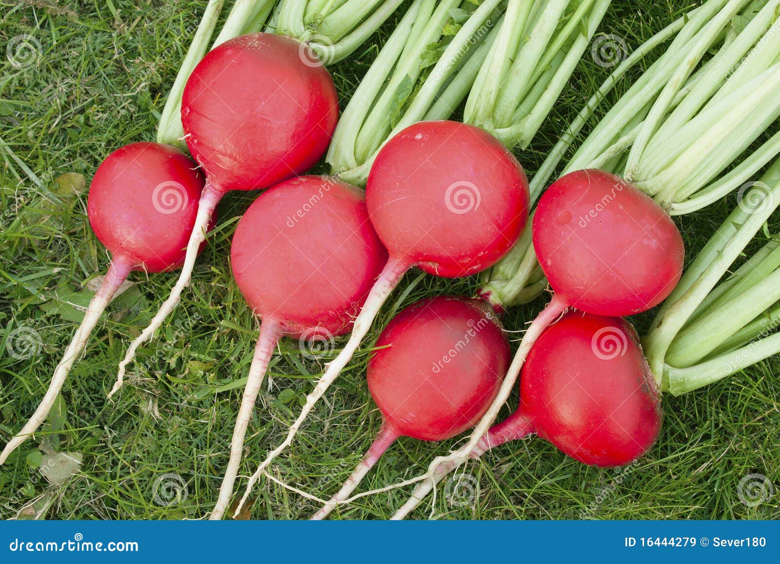 Red radish stock image. Image of vitamins, garden, bitter 16444279