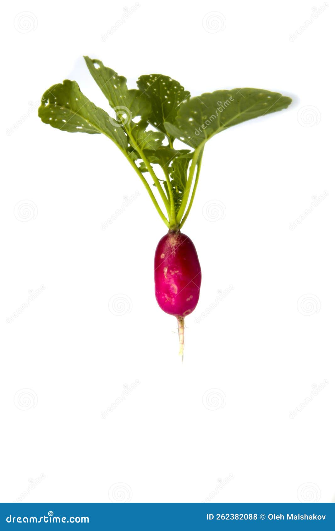 Red radish on white. stock photo. Image of food, root 262382088